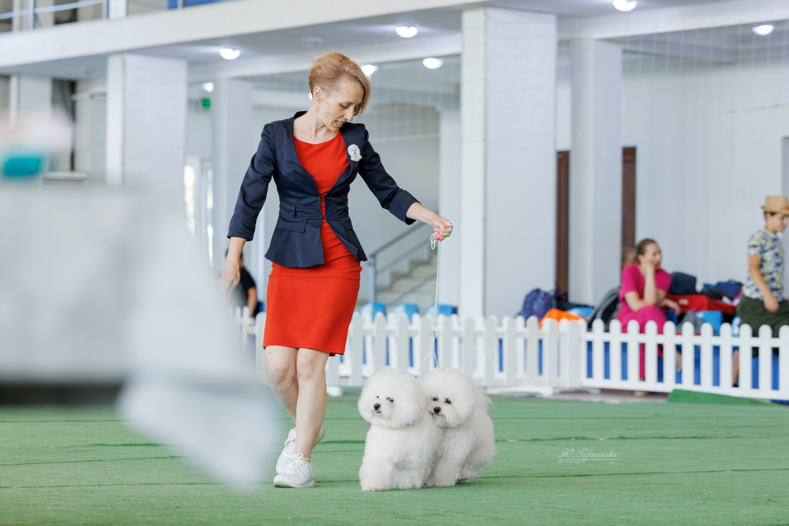 Батуми 3хCACIB 27-29.06.2025. Фотограф-анималист Юлия Германика