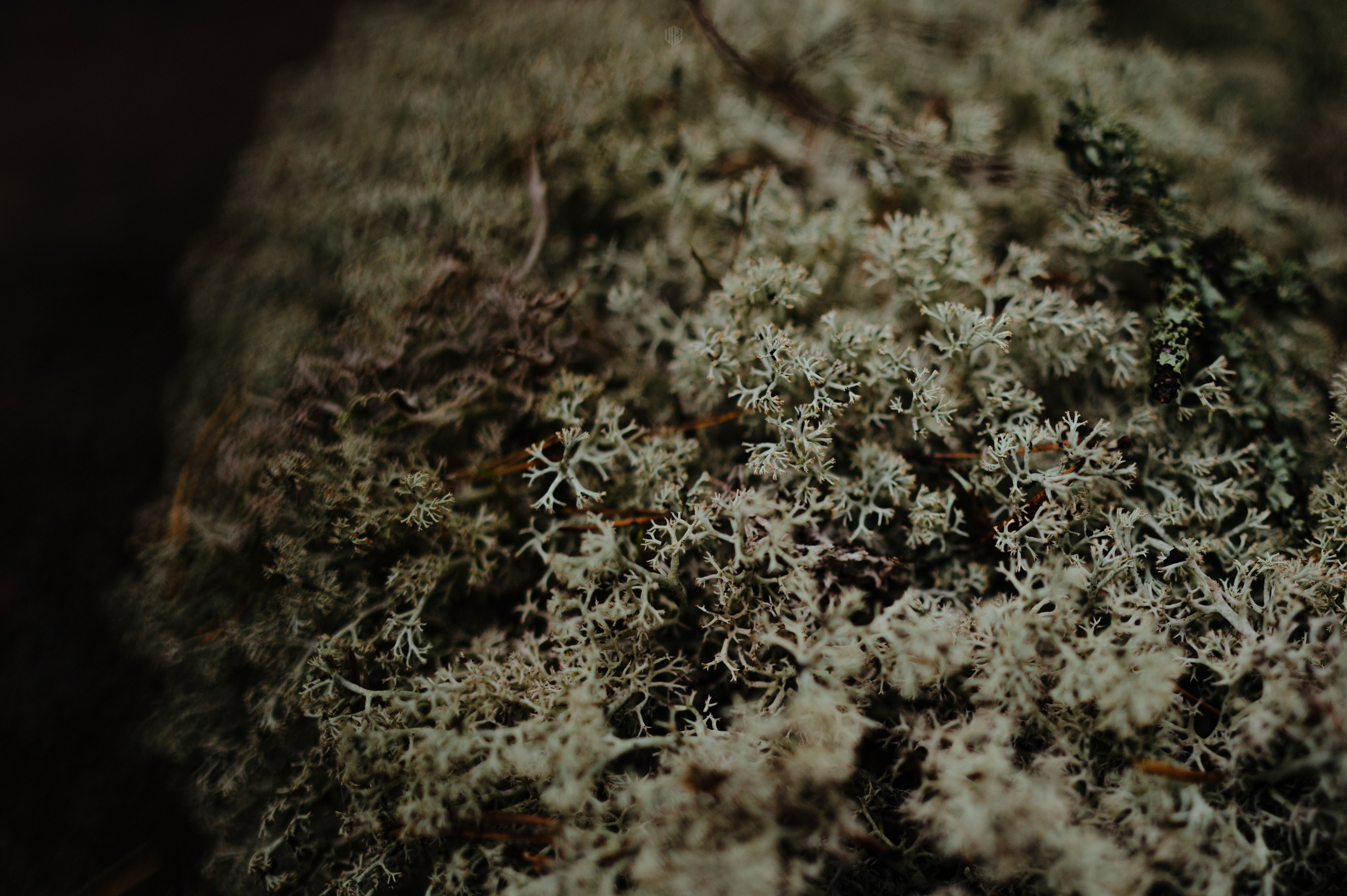 METADREAMS 2024. Контент фотограф Илья Урс