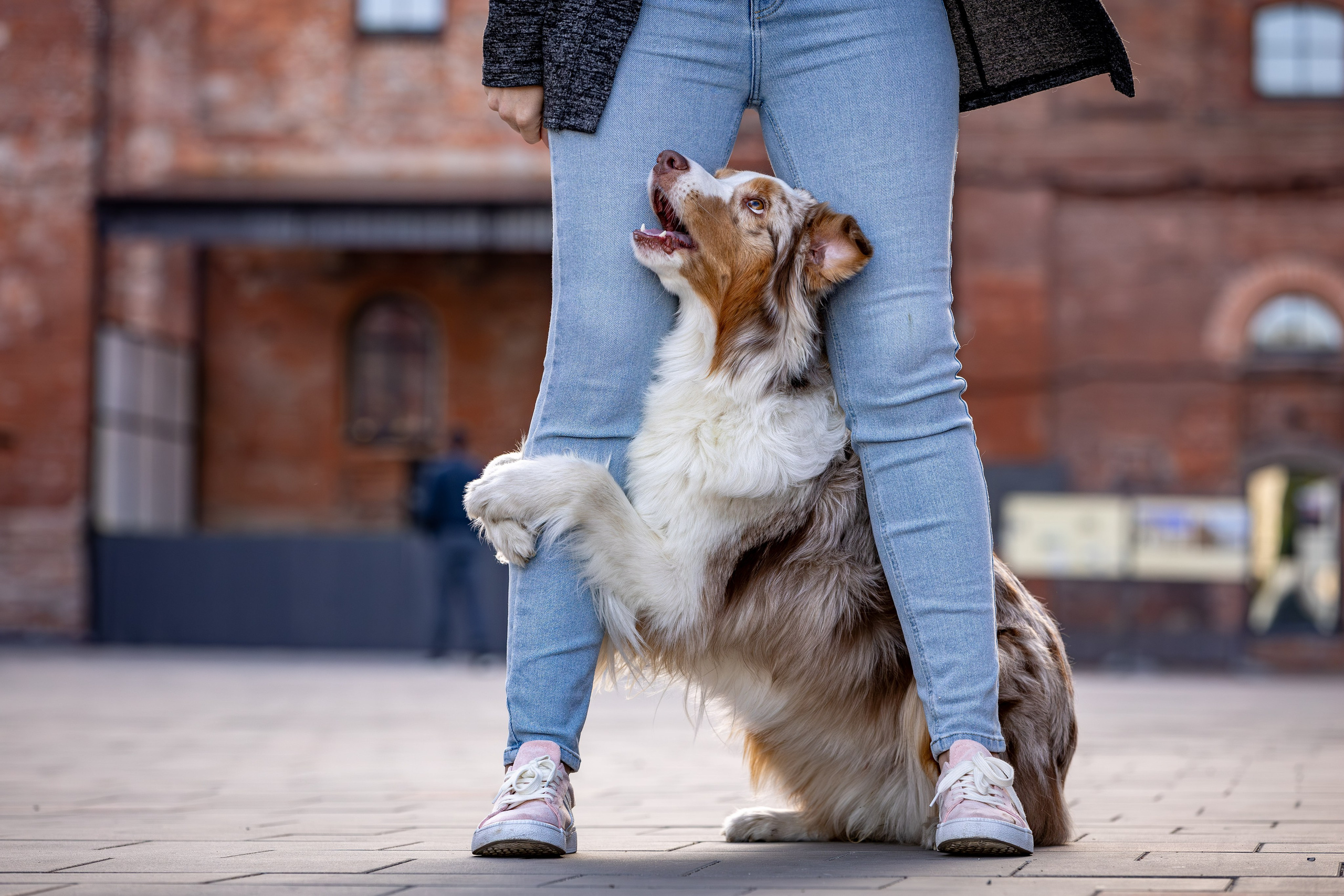 Полли, Австралийская Овчарка. Ирина Голомб|Фотограф-анималист в  Сочи и Калининграде