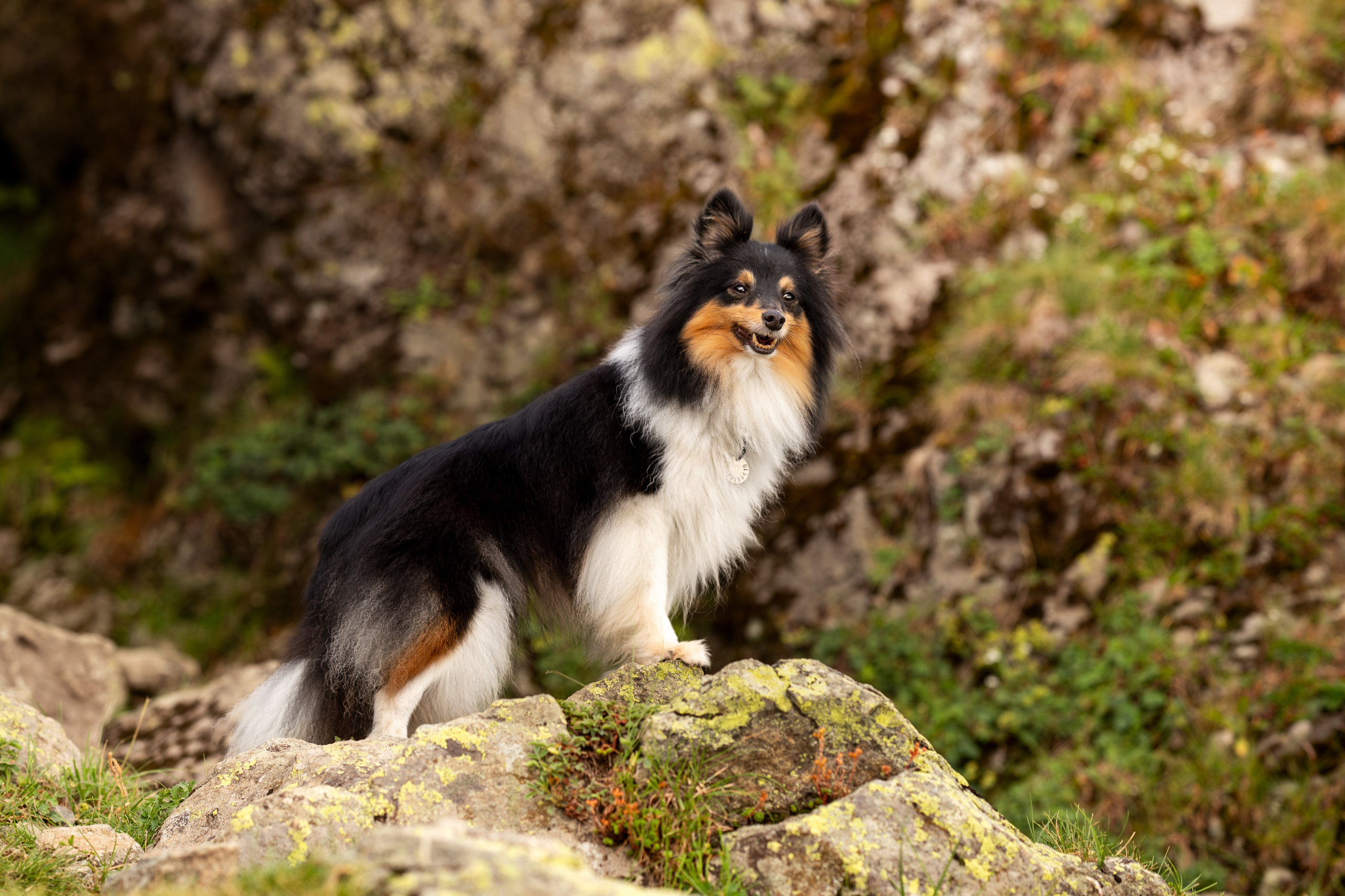 Мята, Шелти. Ирина Голомб|Фотограф-анималист в  Сочи и Калининграде