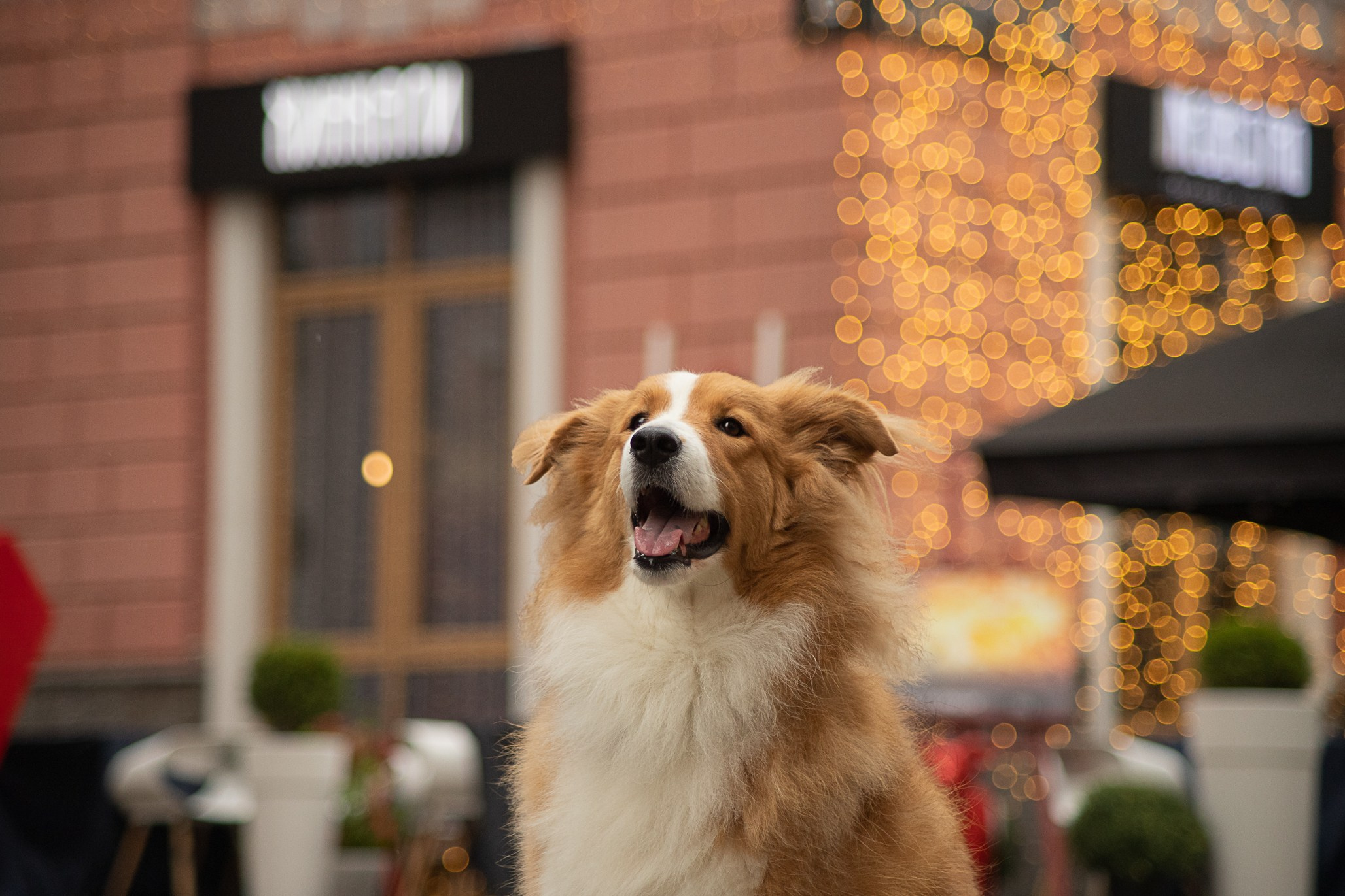 Терри, метис. Ирина Голомб|Фотограф-анималист в  Сочи и Калининграде