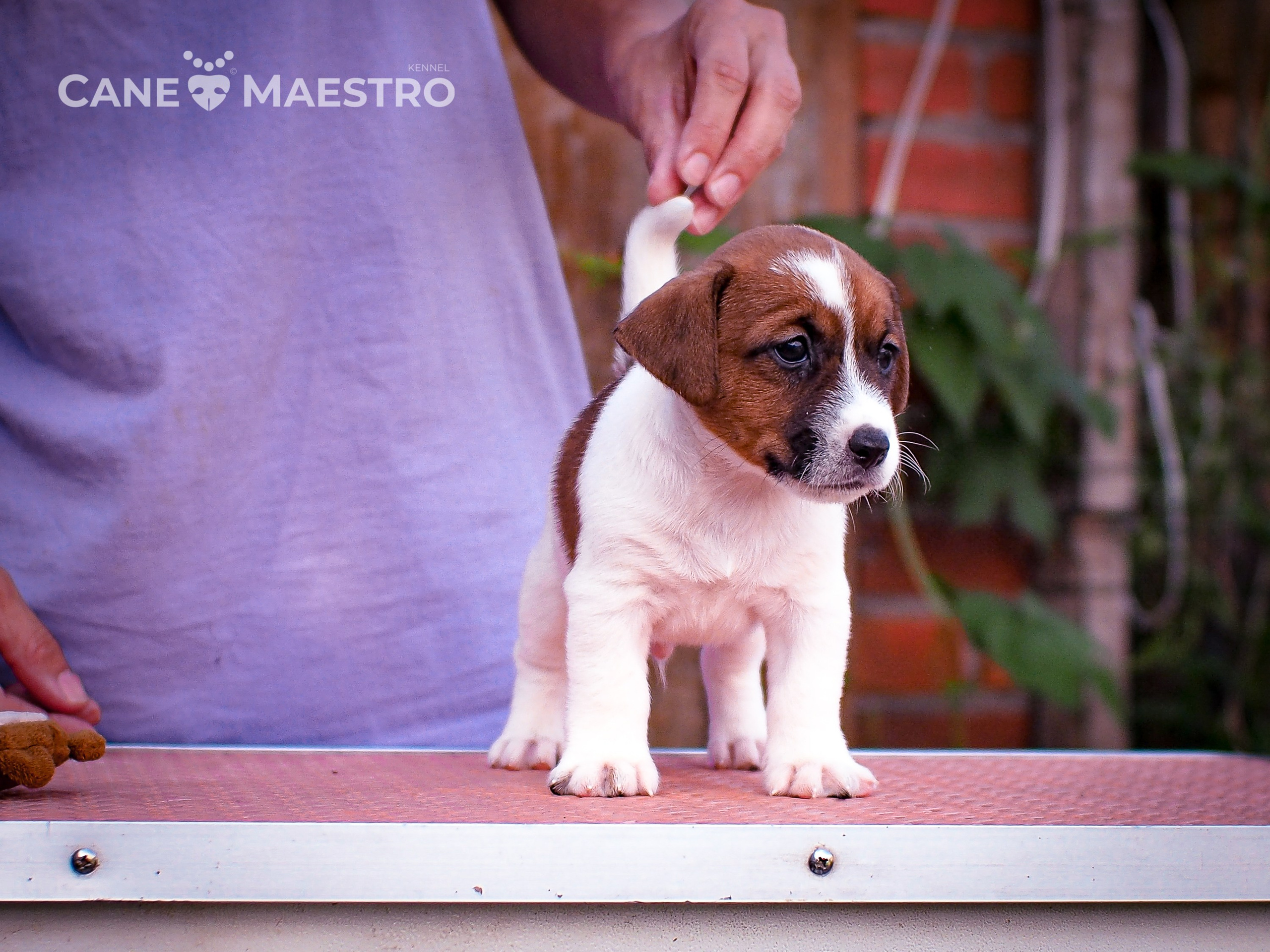 ЭМЕНТАЛЬ_КОБЕЛЬ. CANE MAESTRO — kennel Jack Russell Terrier