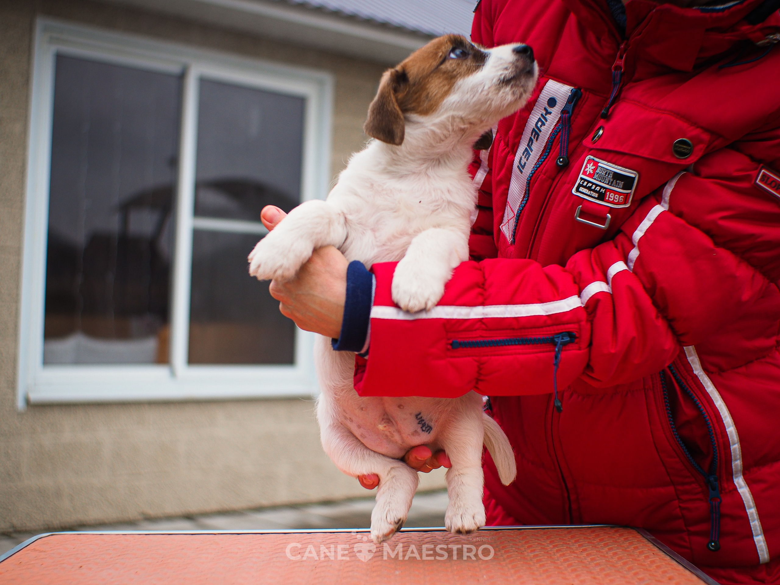 3КОБЛ_СНЕГОВИК. CANE MAESTRO — kennel Jack Russell Terrier