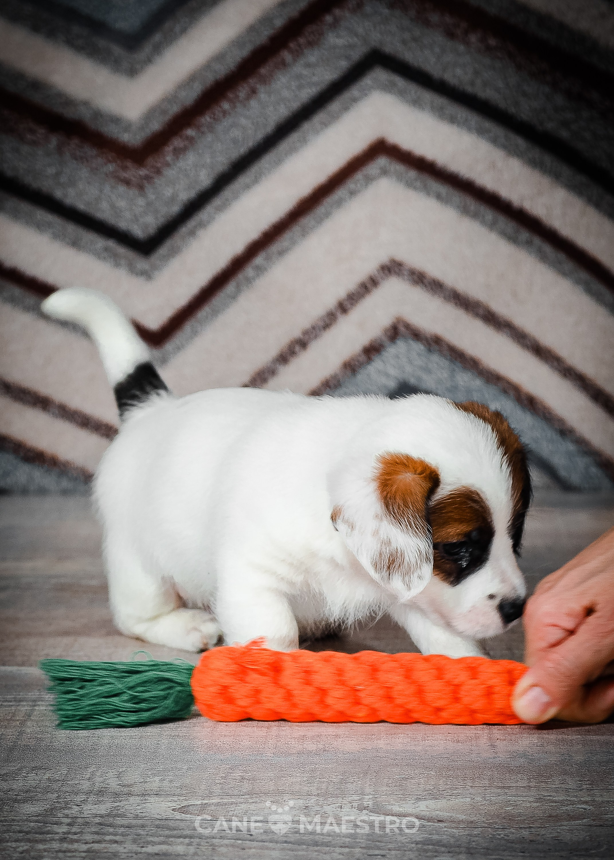 1КОБЛ_МОНОКЛЬ_Ц_ЛИТТЕР. CANE MAESTRO — kennel Jack Russell Terrier