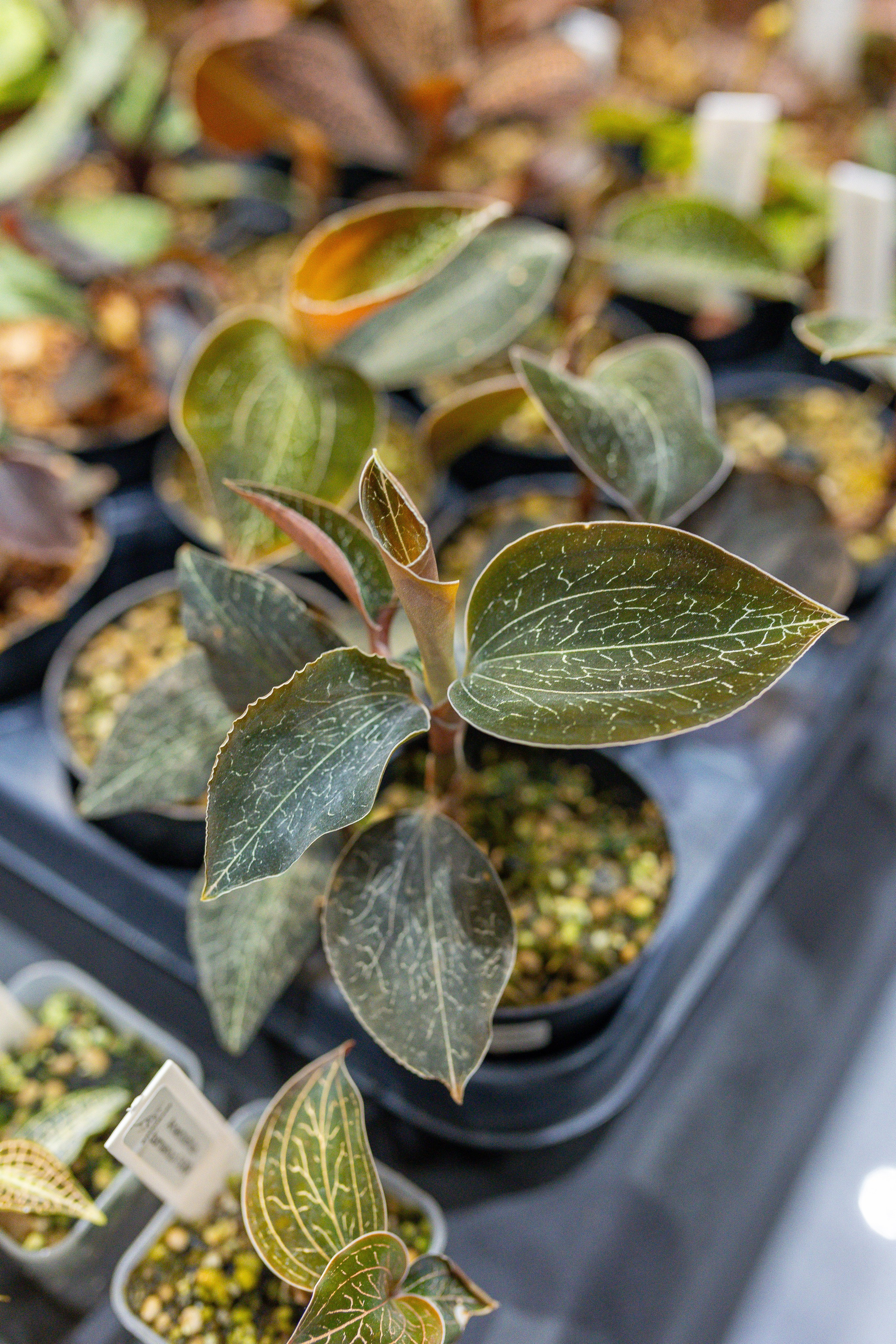 Орхидиум 12.2025. Александра Куликова фотограф, Москва