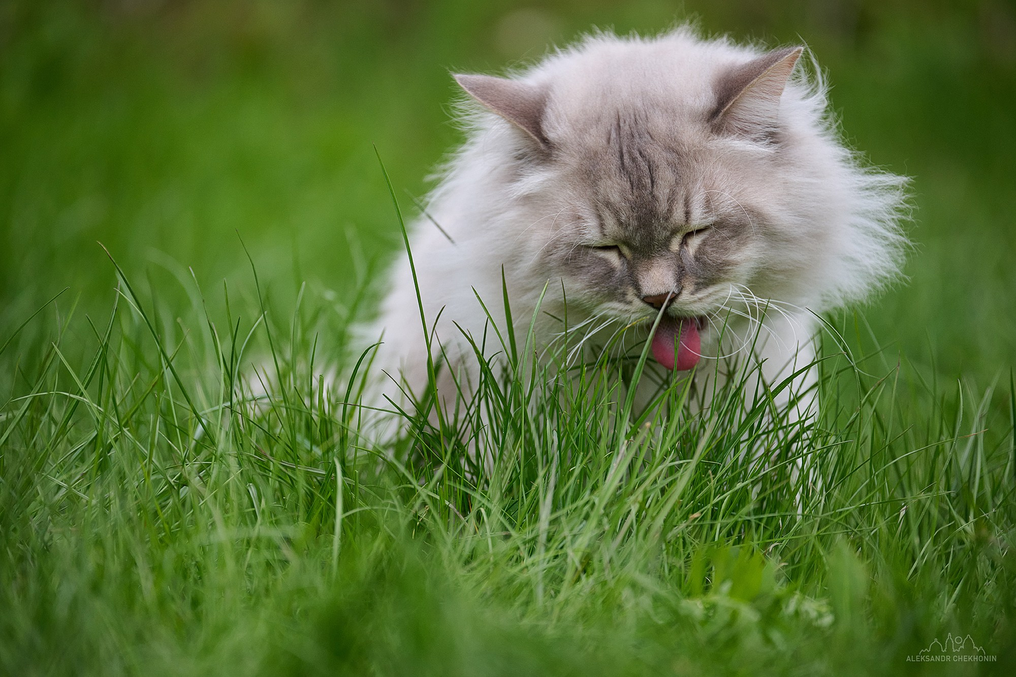 Кот Вельвет. Пейзажный фотограф Александр Чехонин