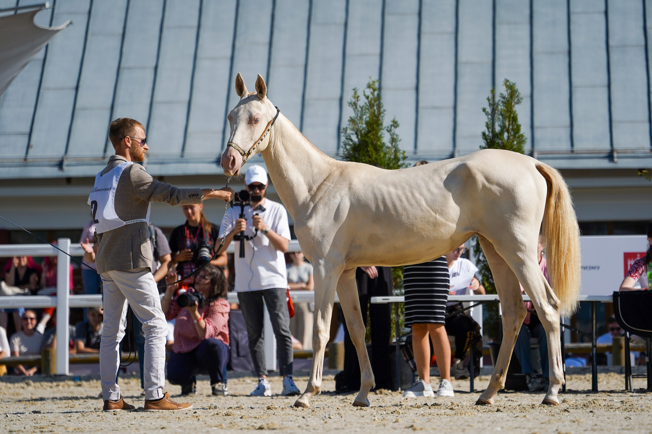 Чемпионат лошадей чистокровной ахалтекинской породы «КУБОК РОССИИ — 2024». Фотограф-анималист, портретный фотограф в Чебоксарах Мария Садыкова