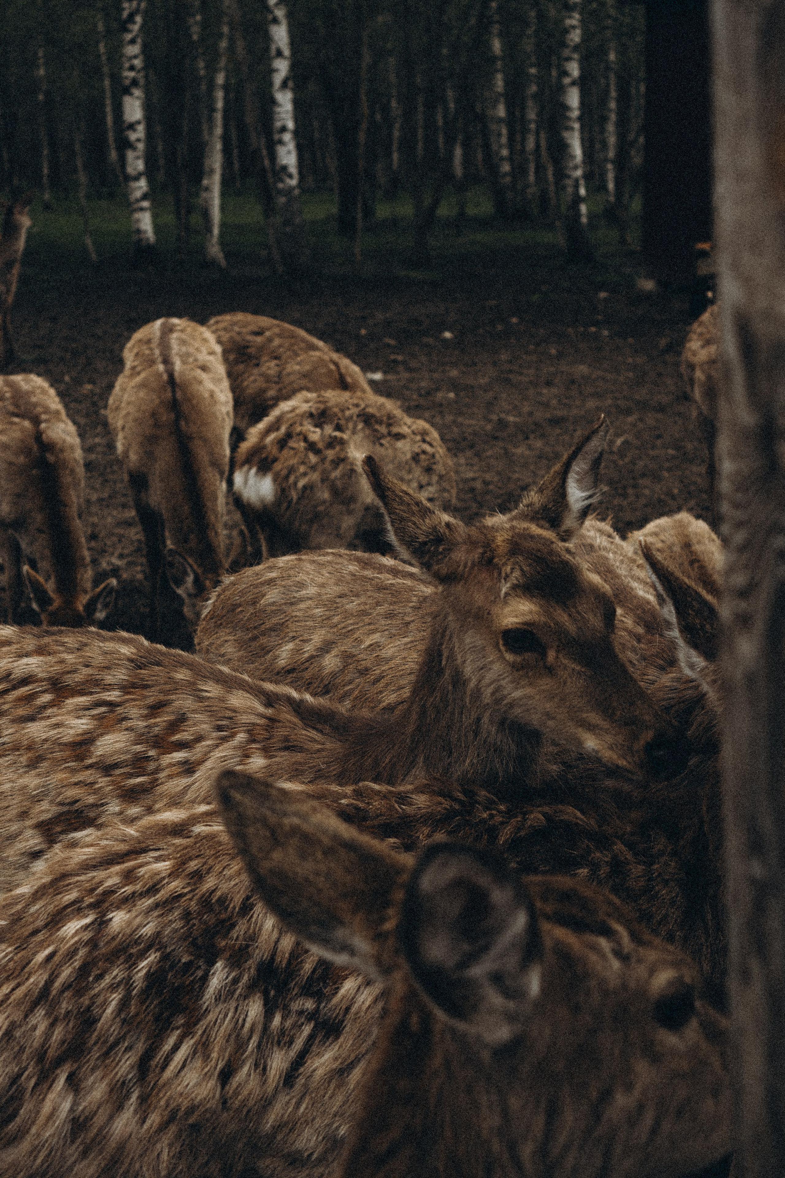 ОЛЕНЬЯ ФЕРМА В ТВЕРИ. Профессиональный фотограф, Санкт-Петербург — Виктория Богомолова