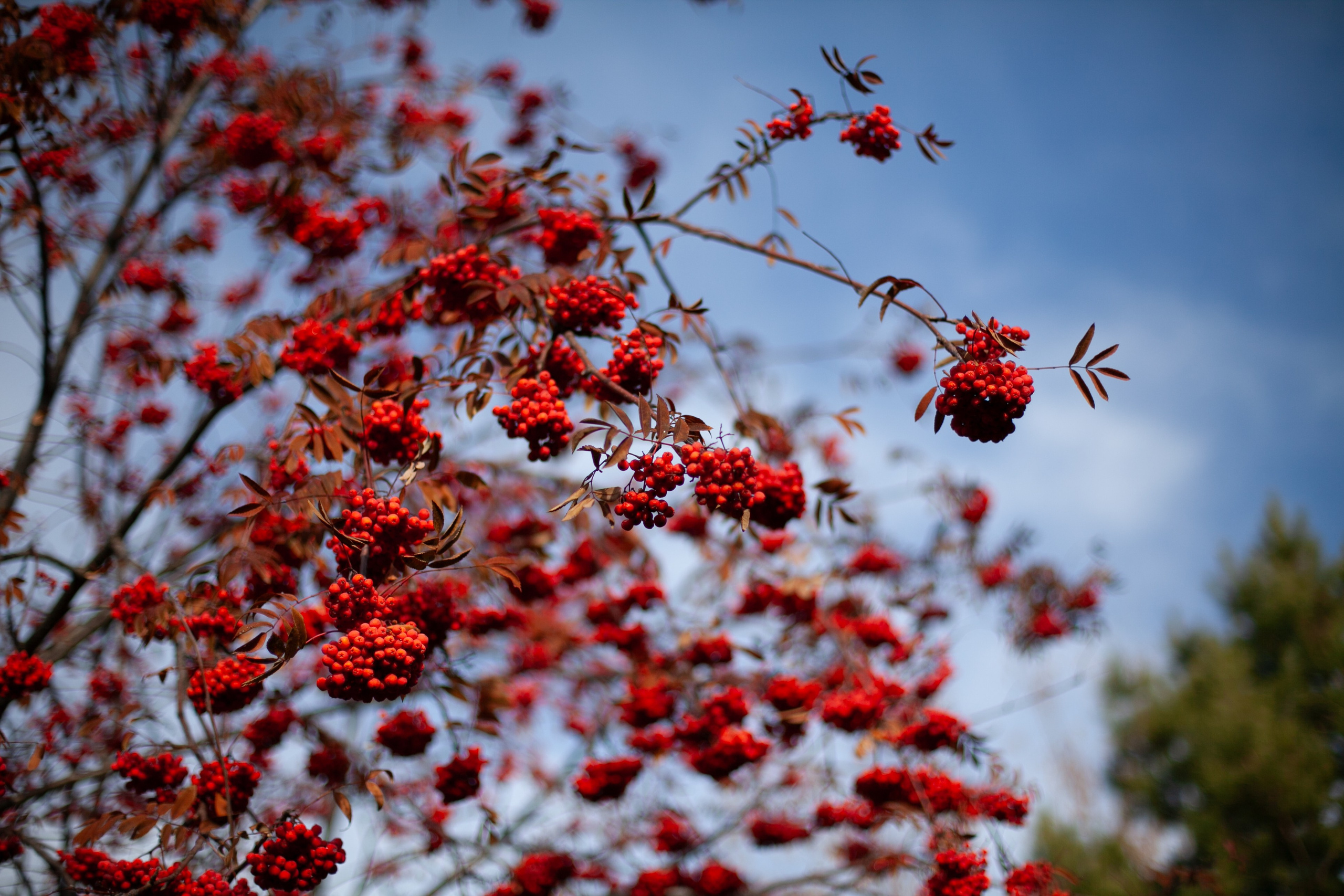 Сады Мечты. Контент для сайта. Фотограф Дарья Локотко в Красноярске