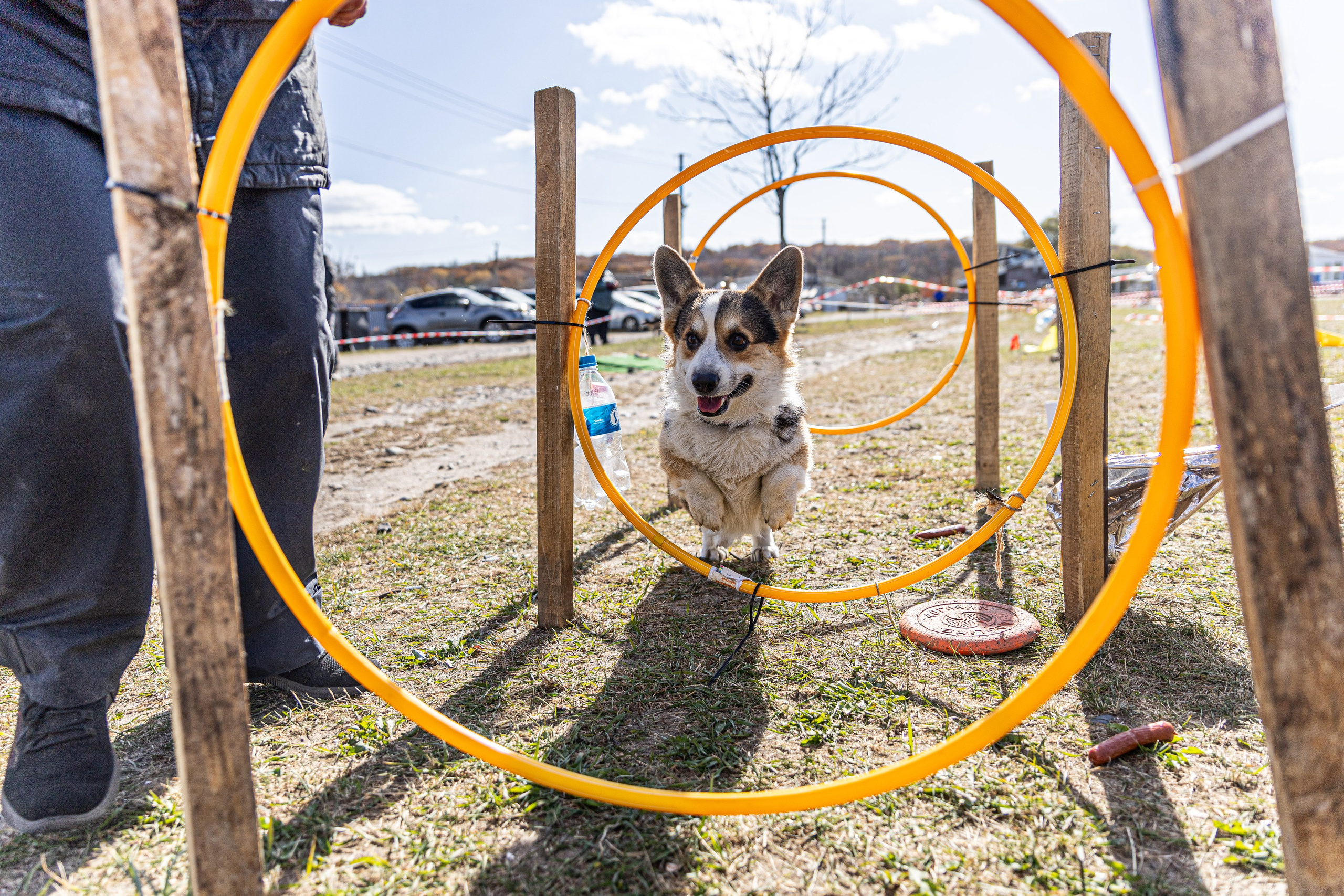 Кинологический квест г. Находка