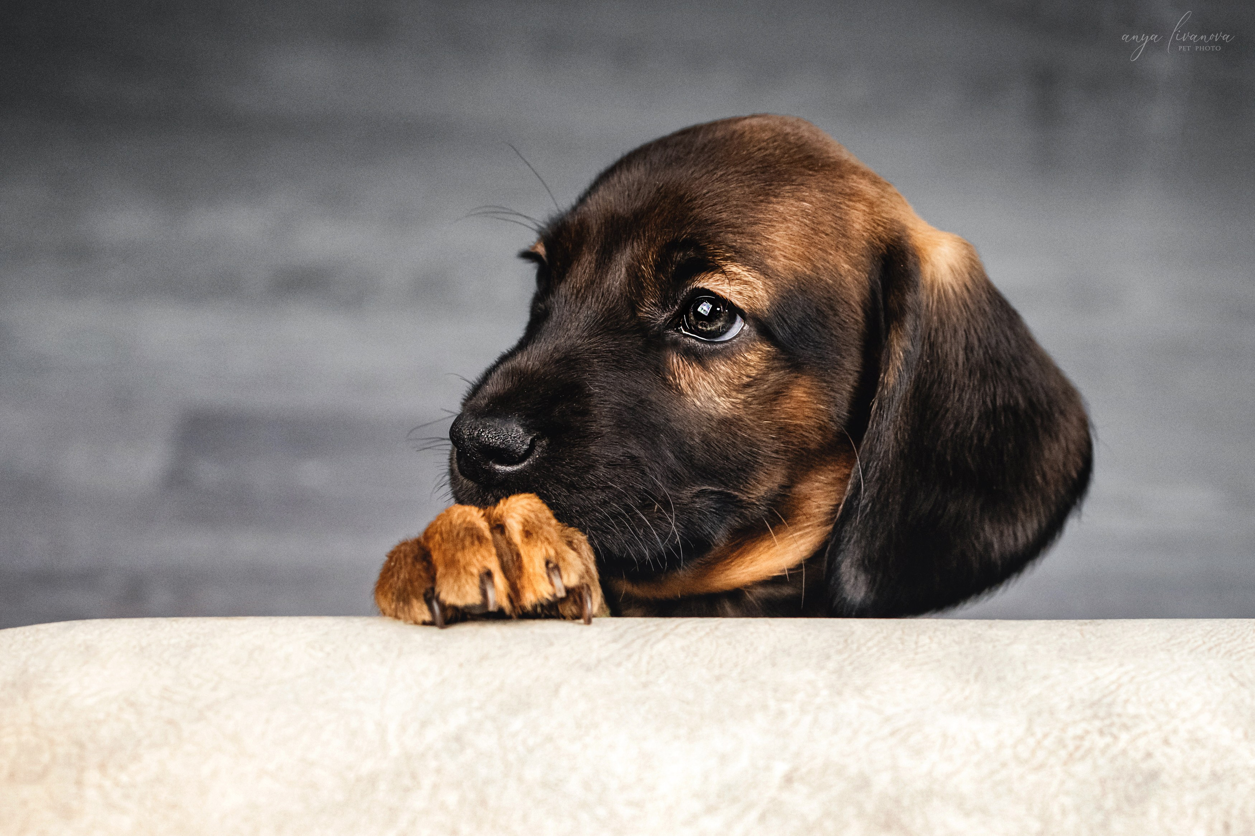 Баварки. Фотограф анималист Аня Ливанова | Рыбинск