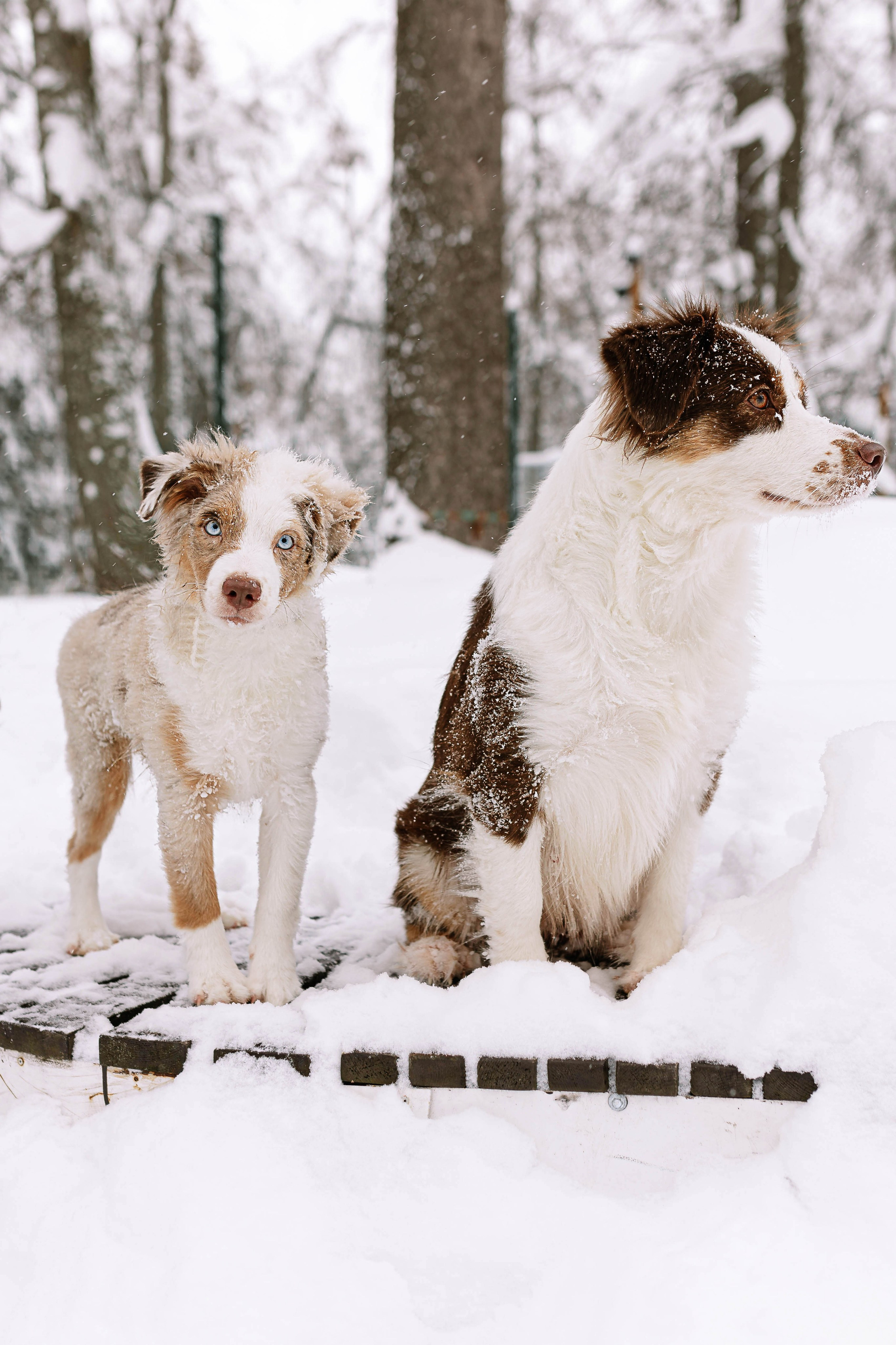 Миниатюрные американские овчарки. Прогулка в парке. Фотограф Александра Кузнецова