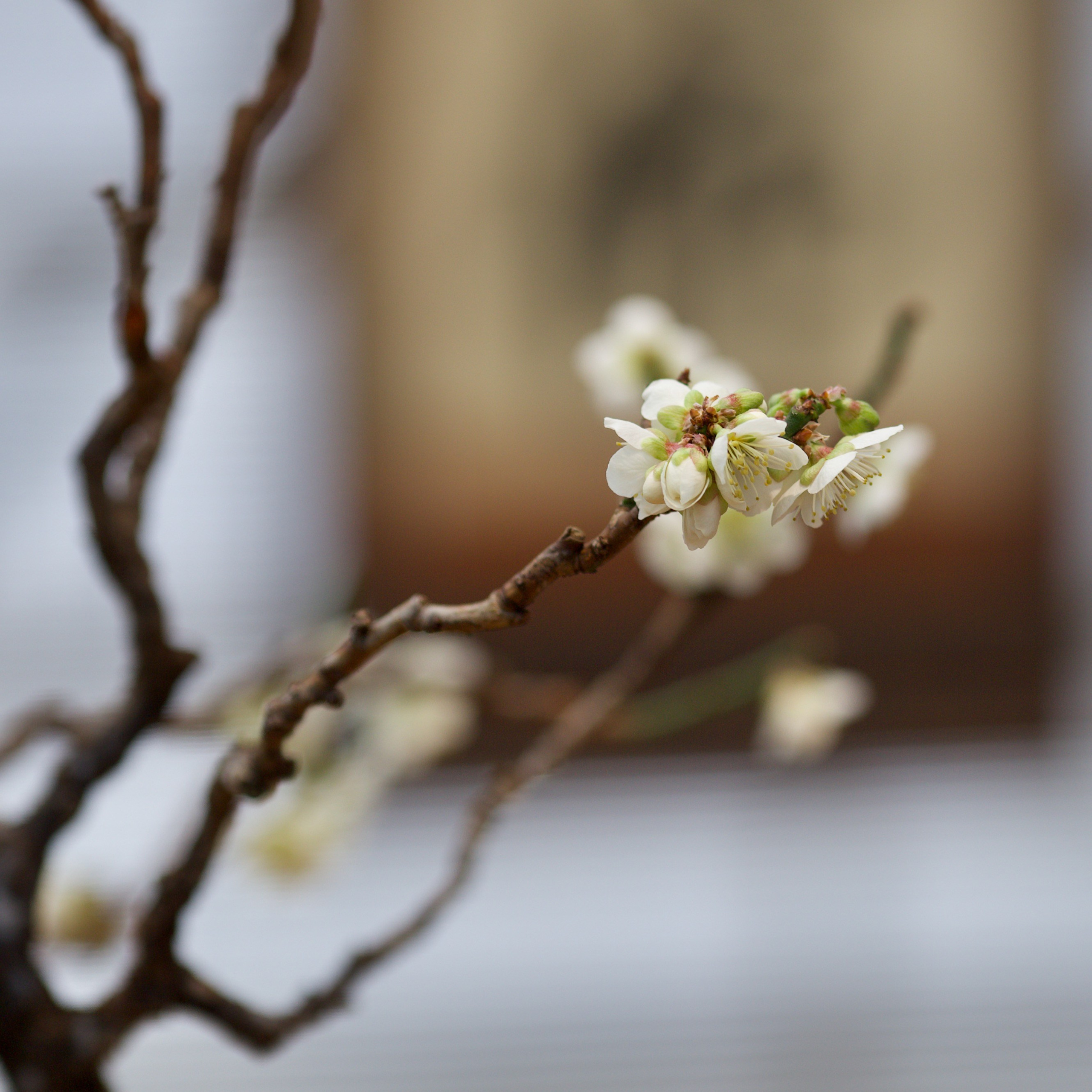Бонсай сливы умэ. Школьные выпускные альбомы в Москве Марина Николаева
