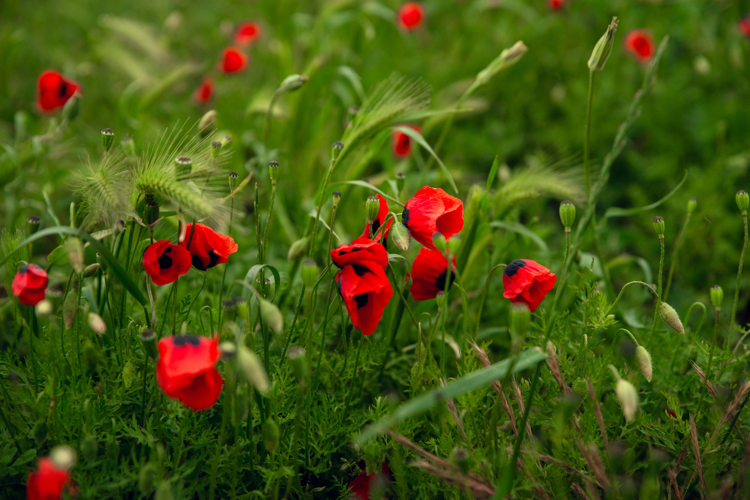 Дагестан. Фотограф Крещение Венчание Москва