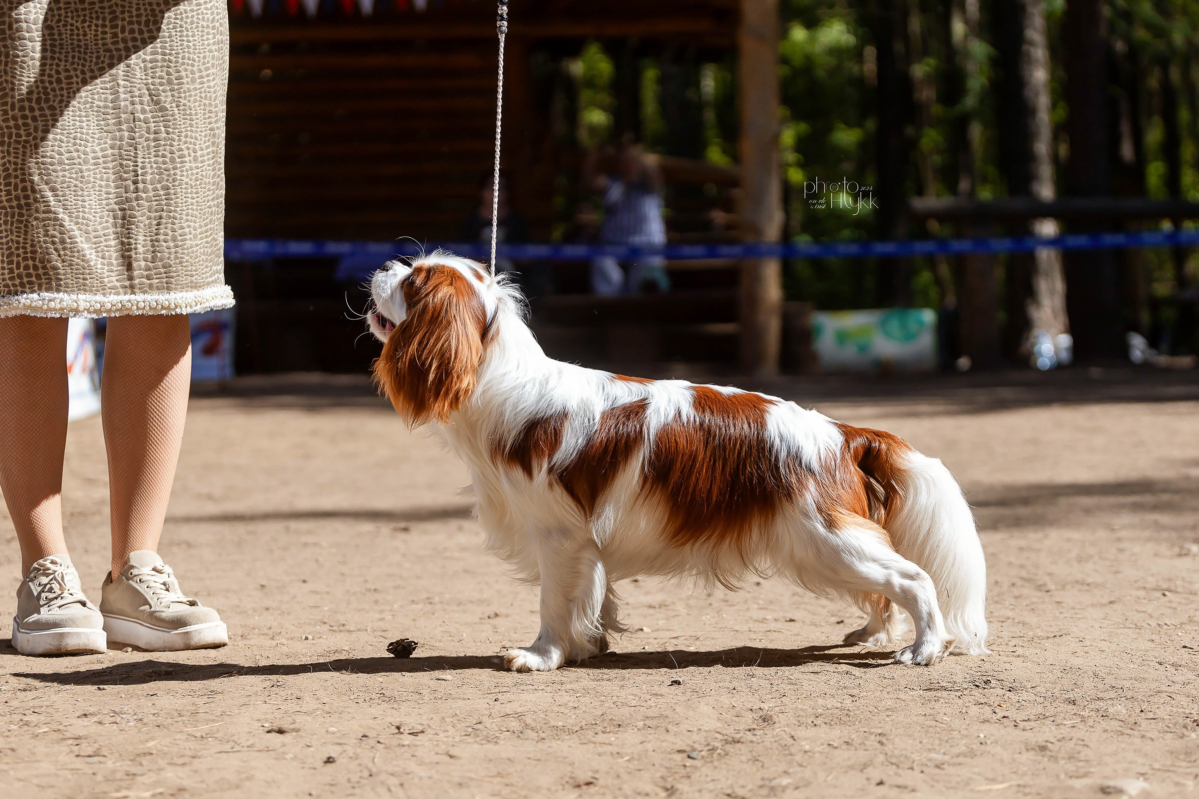 2 июня 2024, Выставка РКФ, г. Пермь. Htykk_photo