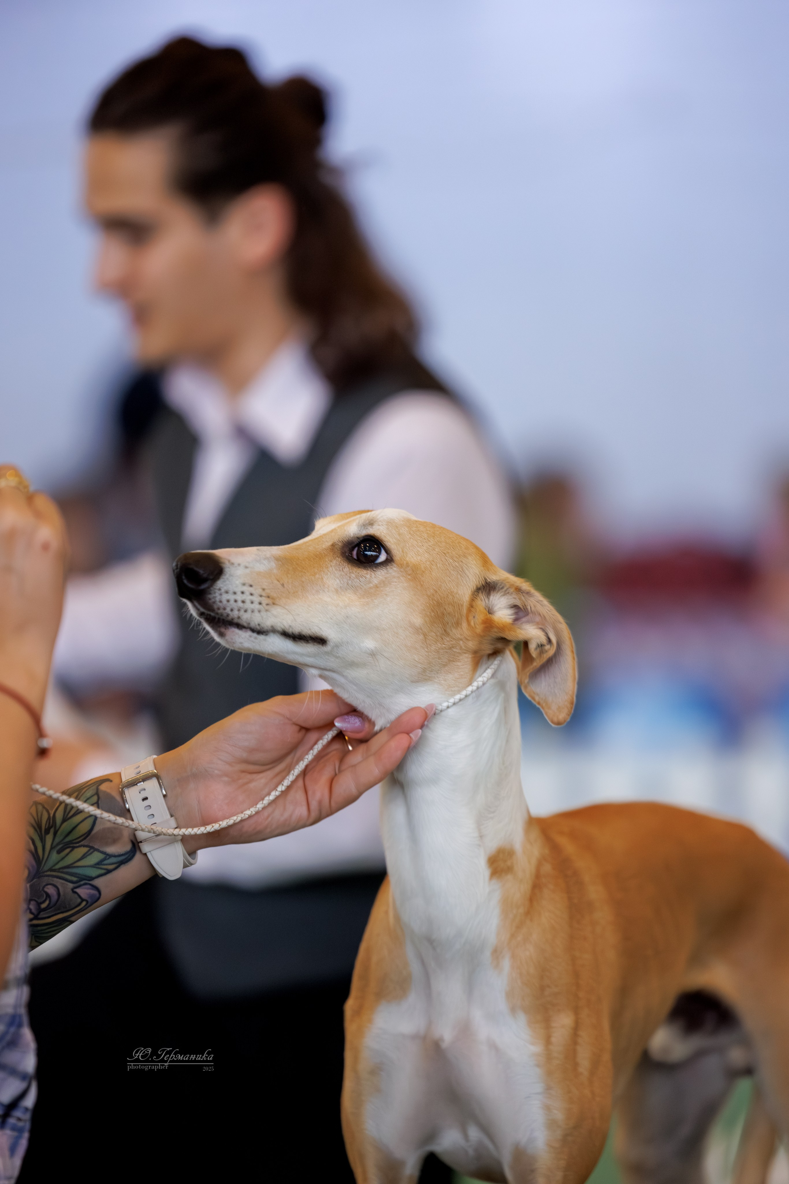 Батуми 3хCACIB 27-29.06.2025. Фотограф-анималист Юлия Германика