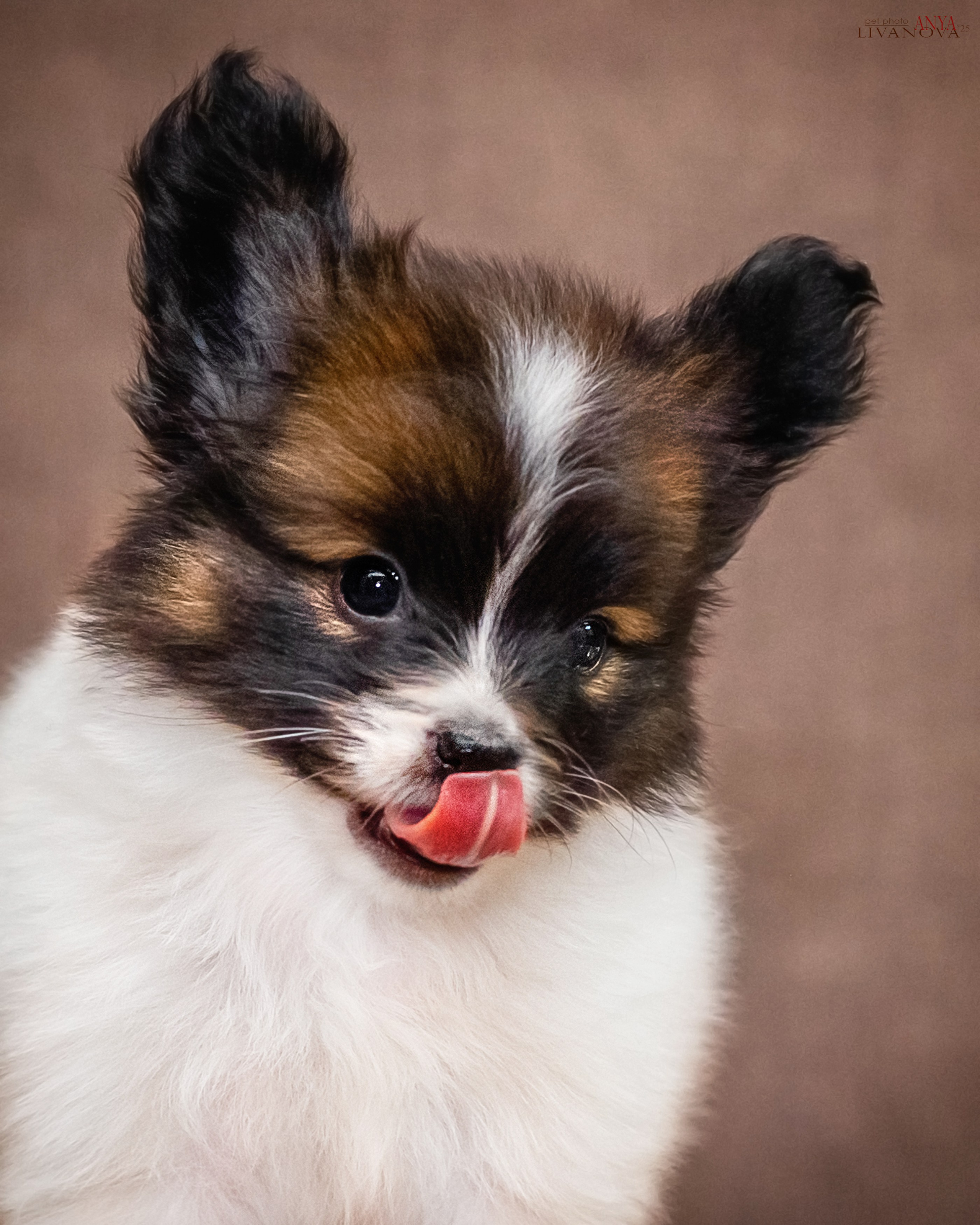 Папийончики. Фотограф анималист Аня Ливанова | Рыбинск
