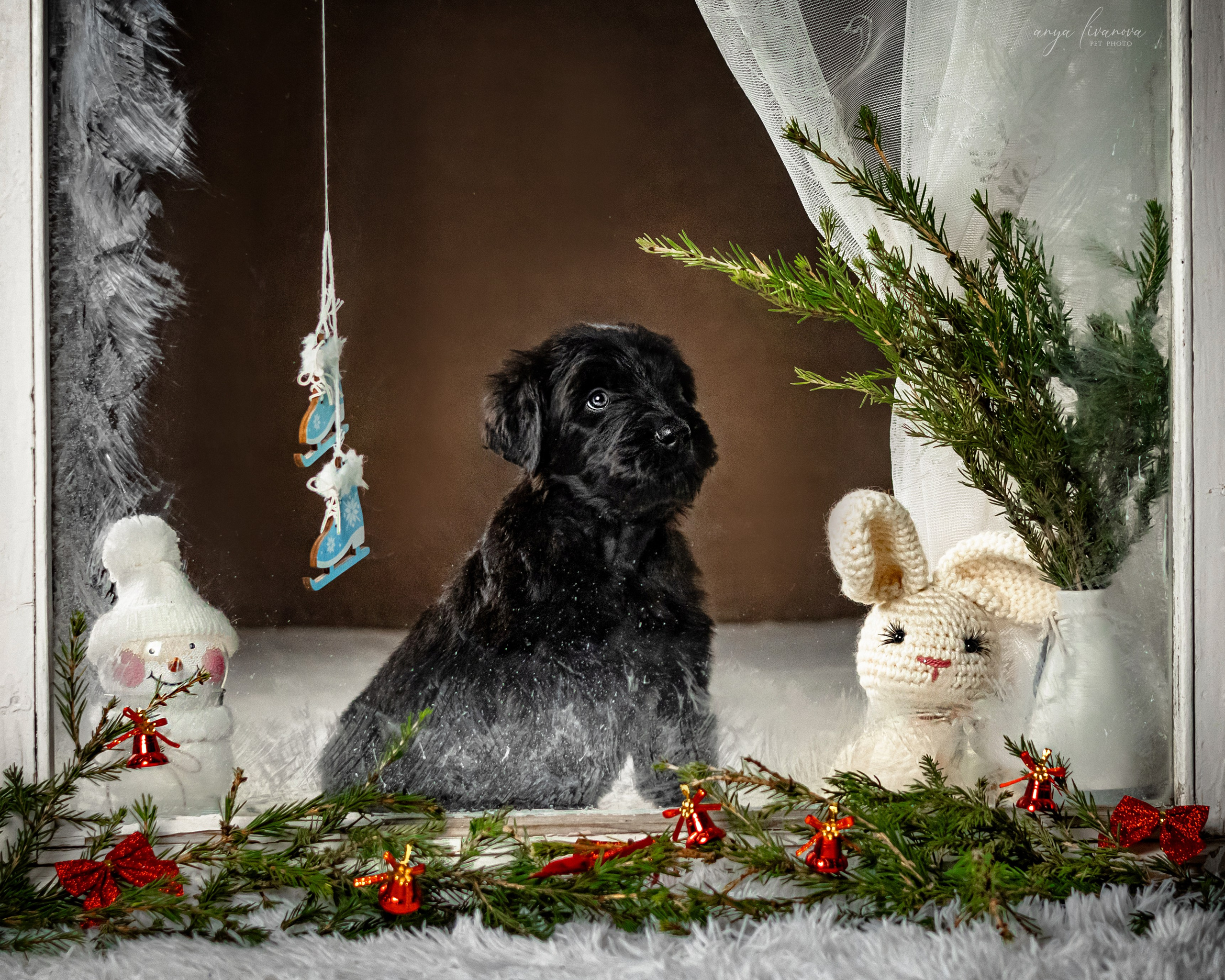 Окошко. Фотограф анималист Аня Ливанова | Рыбинск