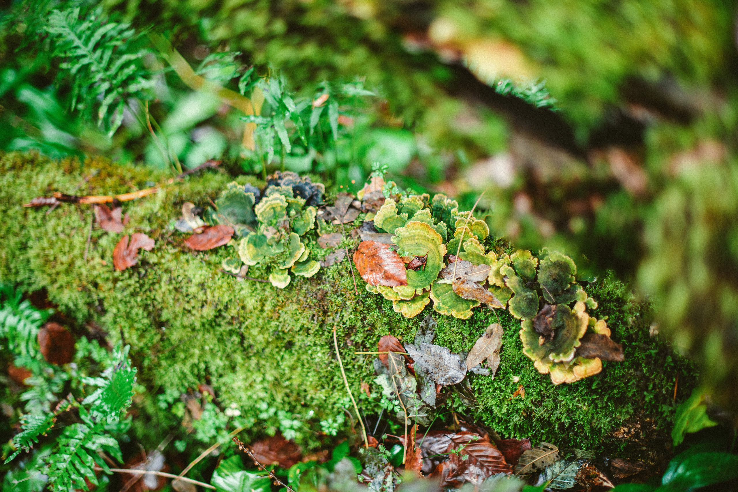 Сочи, я люблю тебя! 💚. Живые снимки! Фотограф Даша Бендер