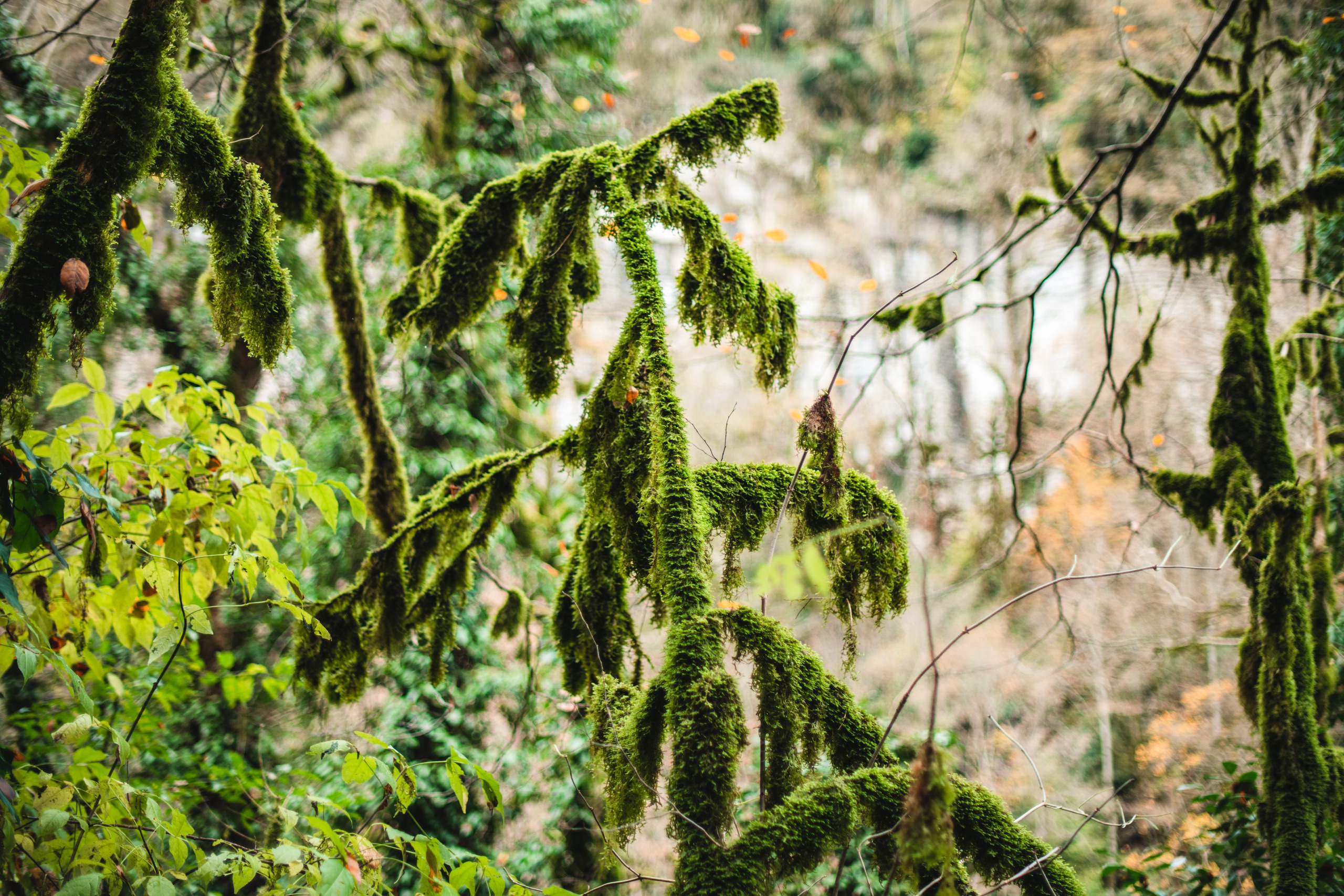 Сочи, я люблю тебя! 💚. Живые снимки! Фотограф Даша Бендер