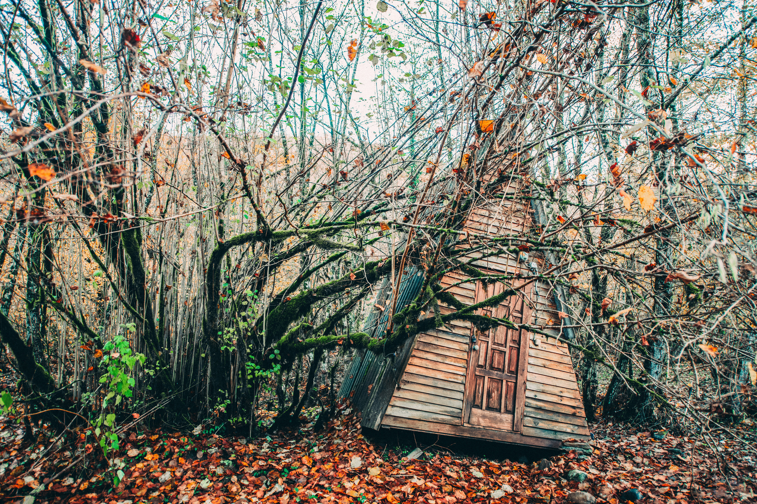 Сочи, я люблю тебя! 💚. Живые снимки! Фотограф Даша Бендер