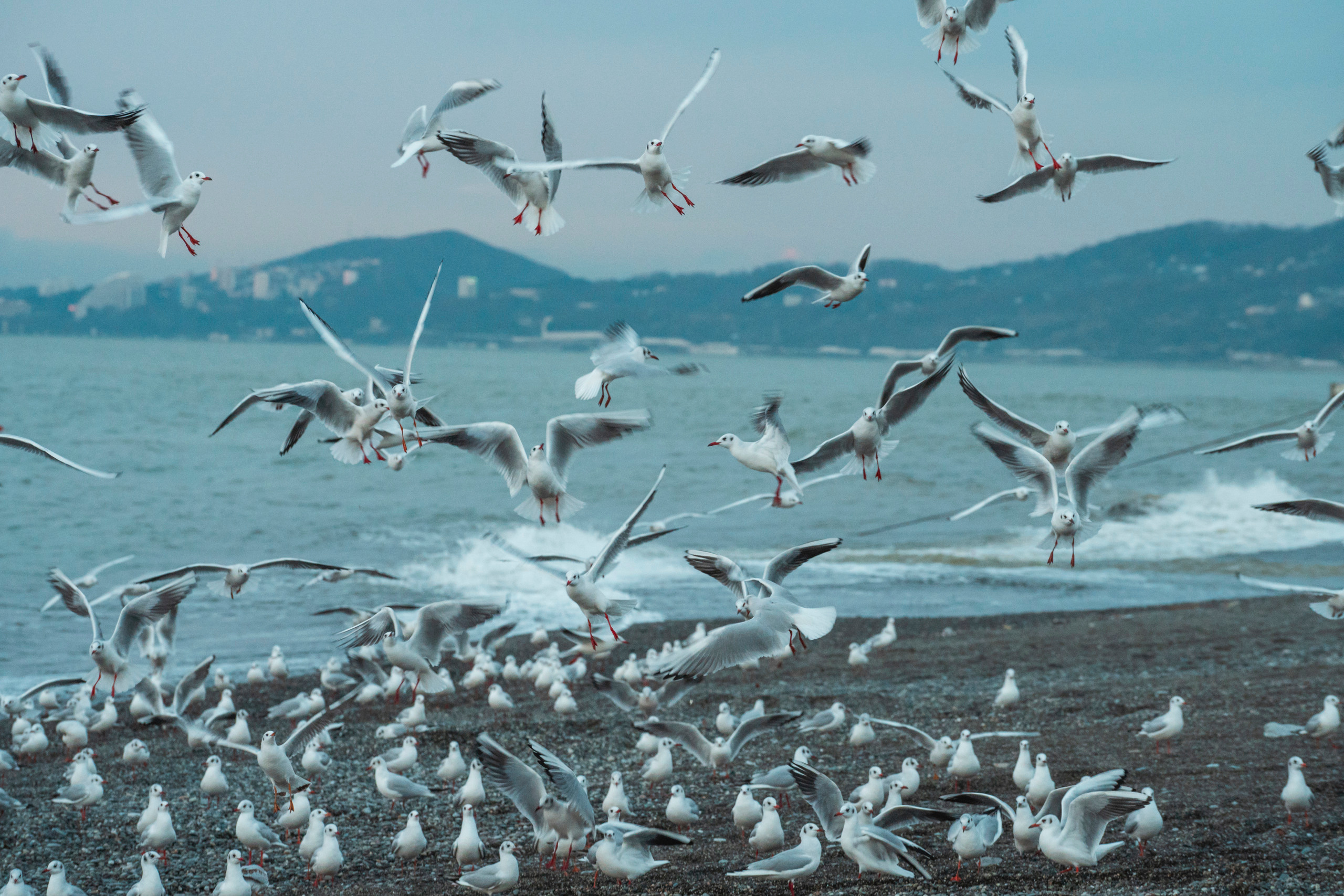Сочи, я люблю тебя! 💚. Живые снимки! Фотограф Даша Бендер
