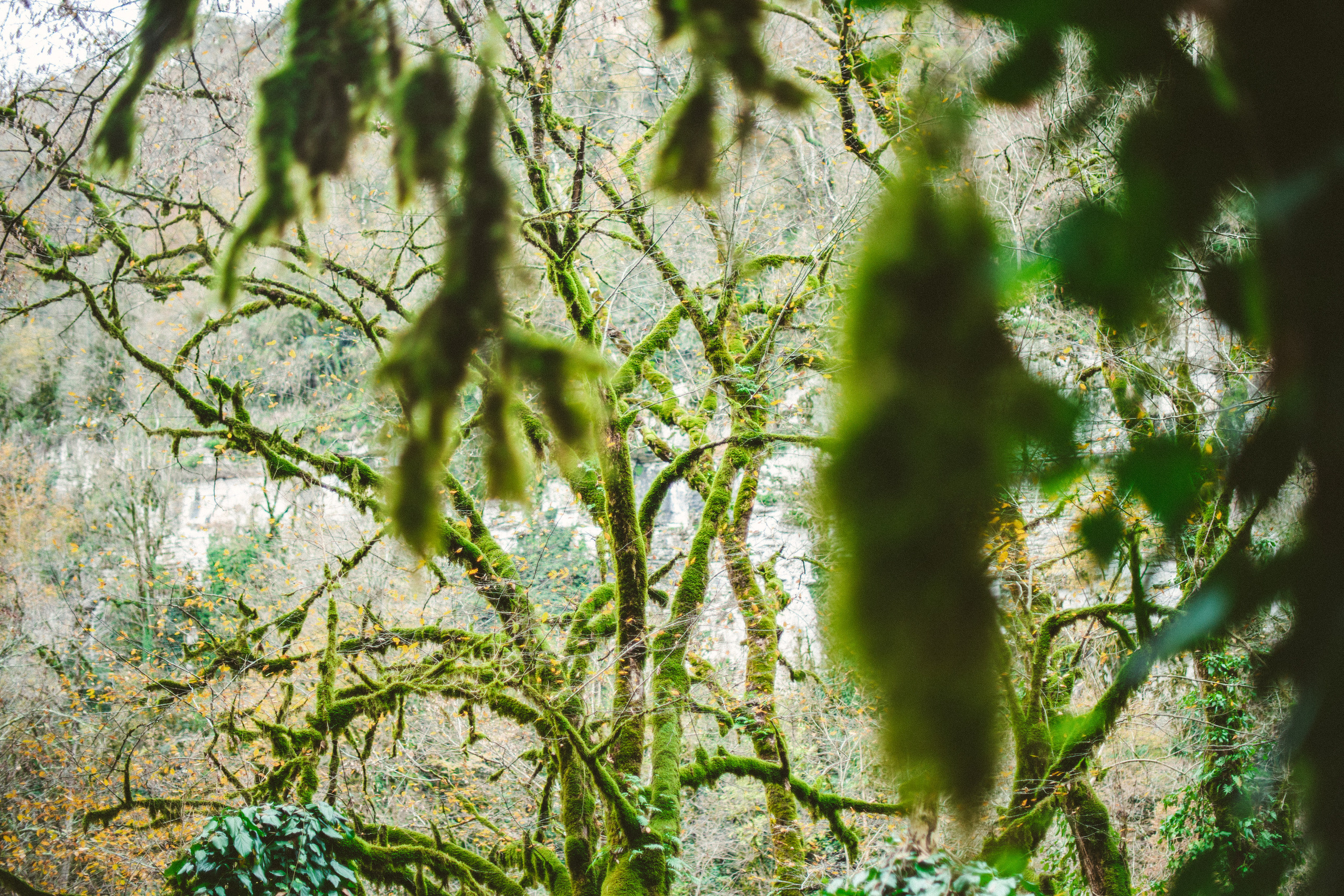 Сочи, я люблю тебя! 💚. Живые снимки! Фотограф Даша Бендер