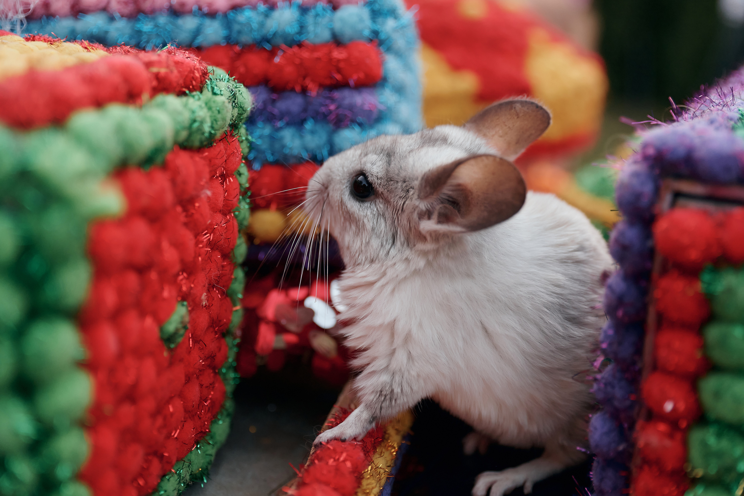 ЛИЗЕ 4 года. ФОТОГРАФ Кристина Павлова | МОСКВА