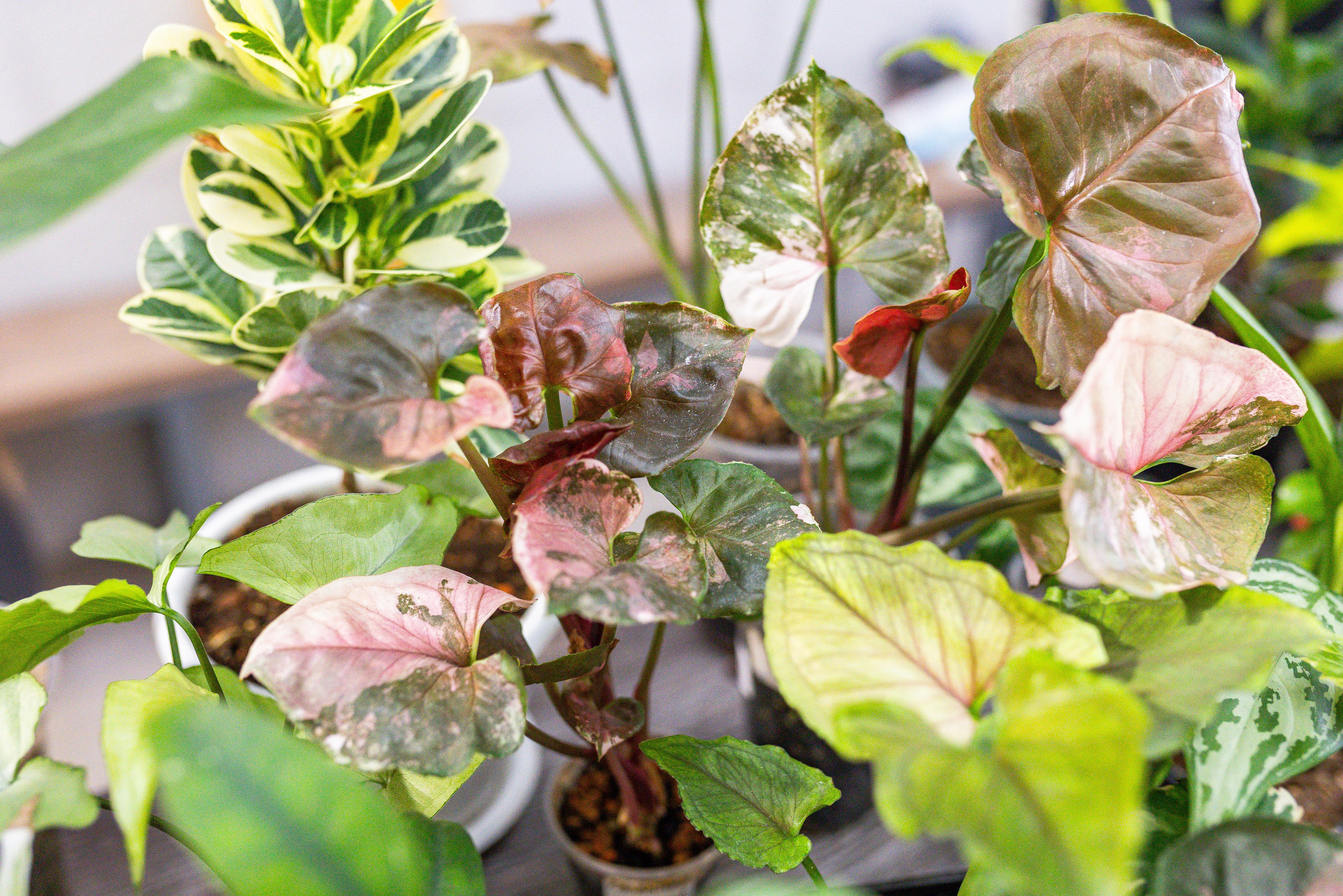 Ярмарка Green Rare 20.09.25. Александра Куликова фотограф, Москва