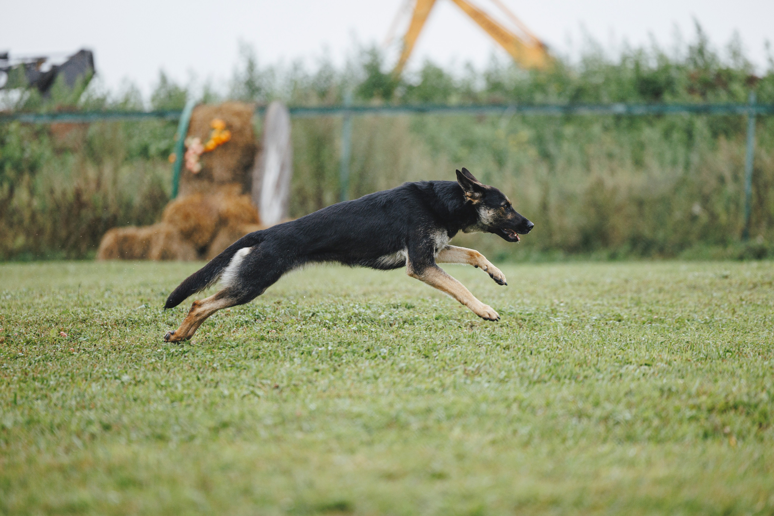 08.08.25-10.08.25 ЧР по мондьорингу г. Вологда. Фотограф-анималист Анна Маринич