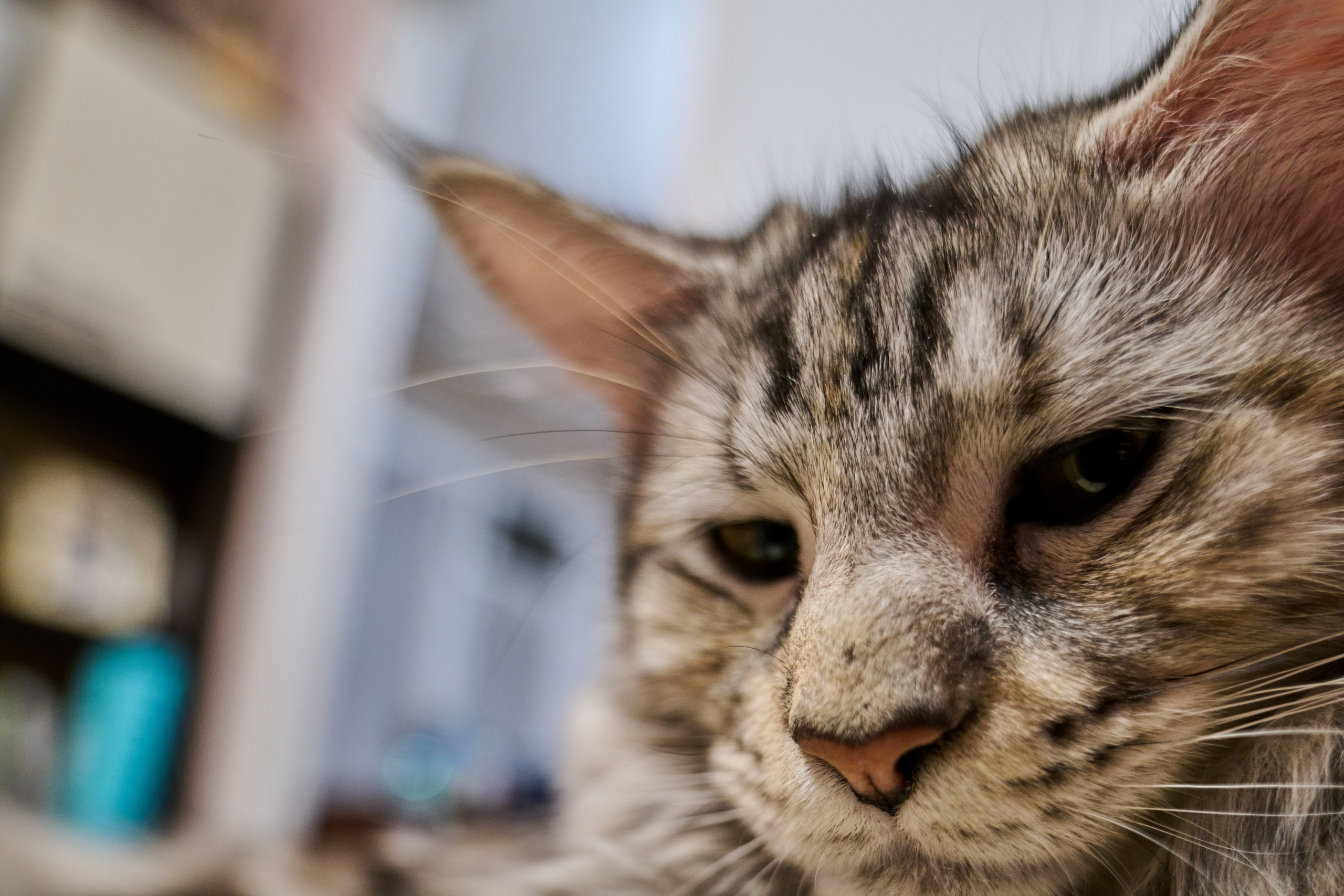 «Белка» — проба на tilt-shift 24 мм. Роман Свободный — интерьерная и архитектурная съёмка, Москва и МО