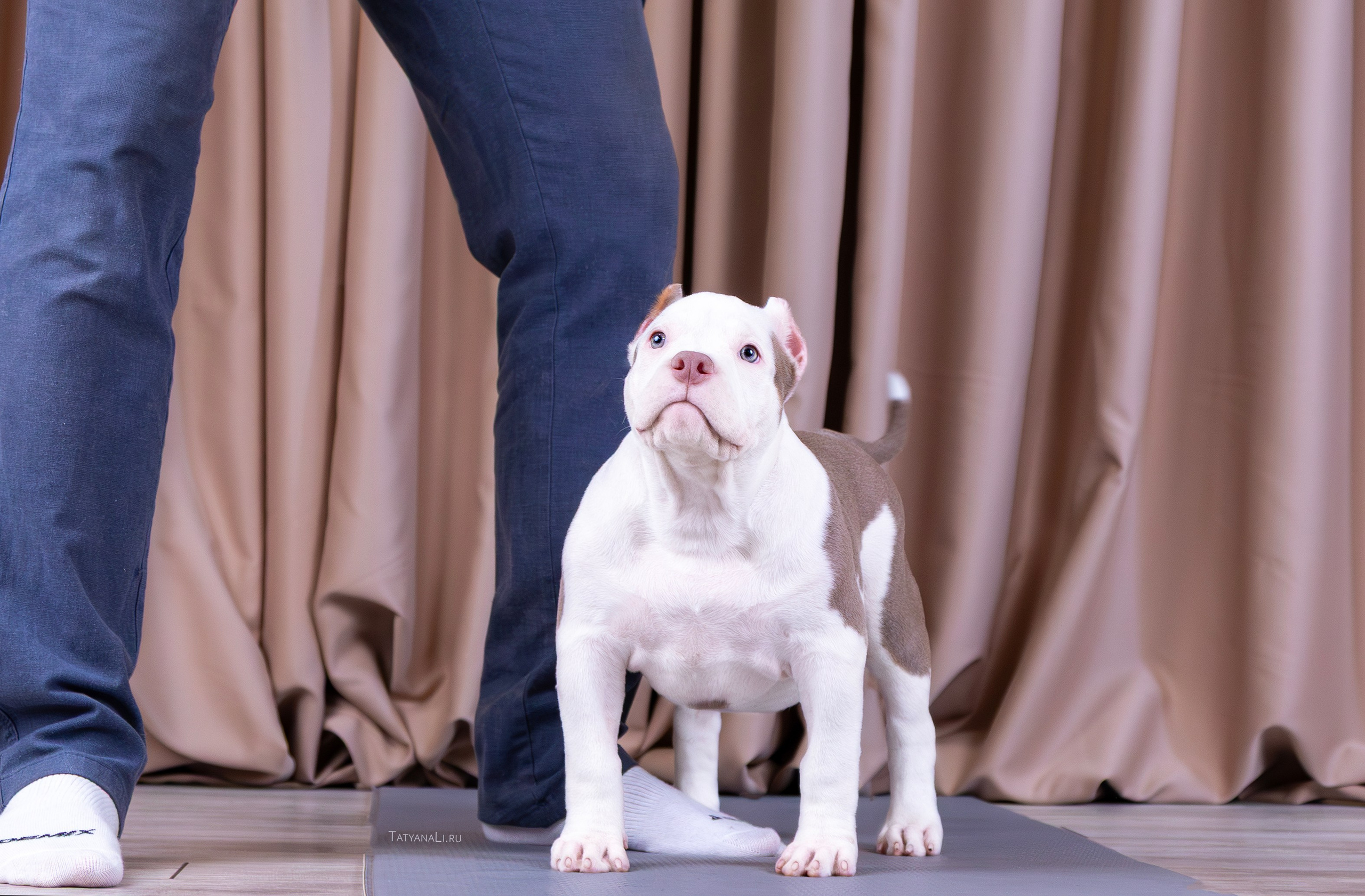 Американский булли. Фотограф — анималист Татьяна Ли