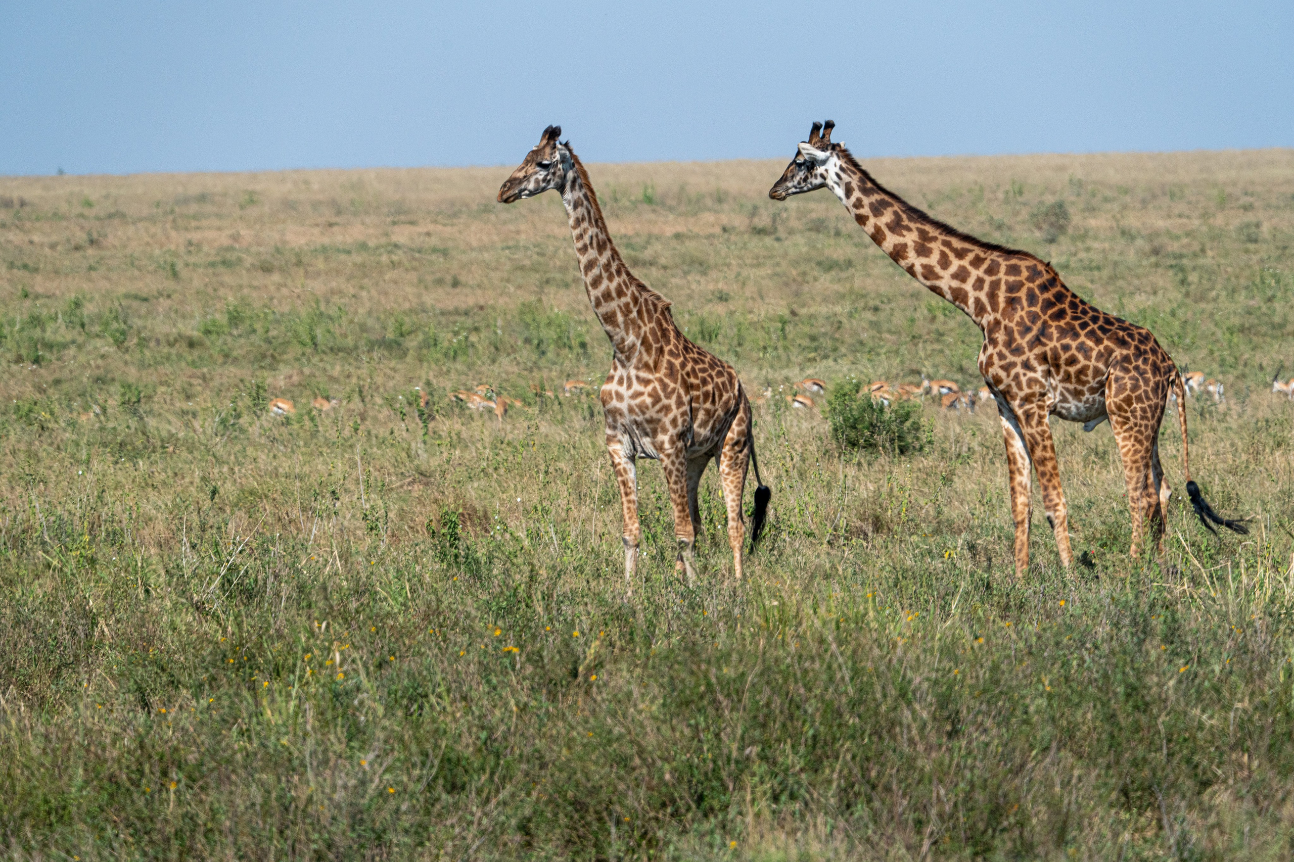 Танзания, сафари, 2025. Творческие сьемки