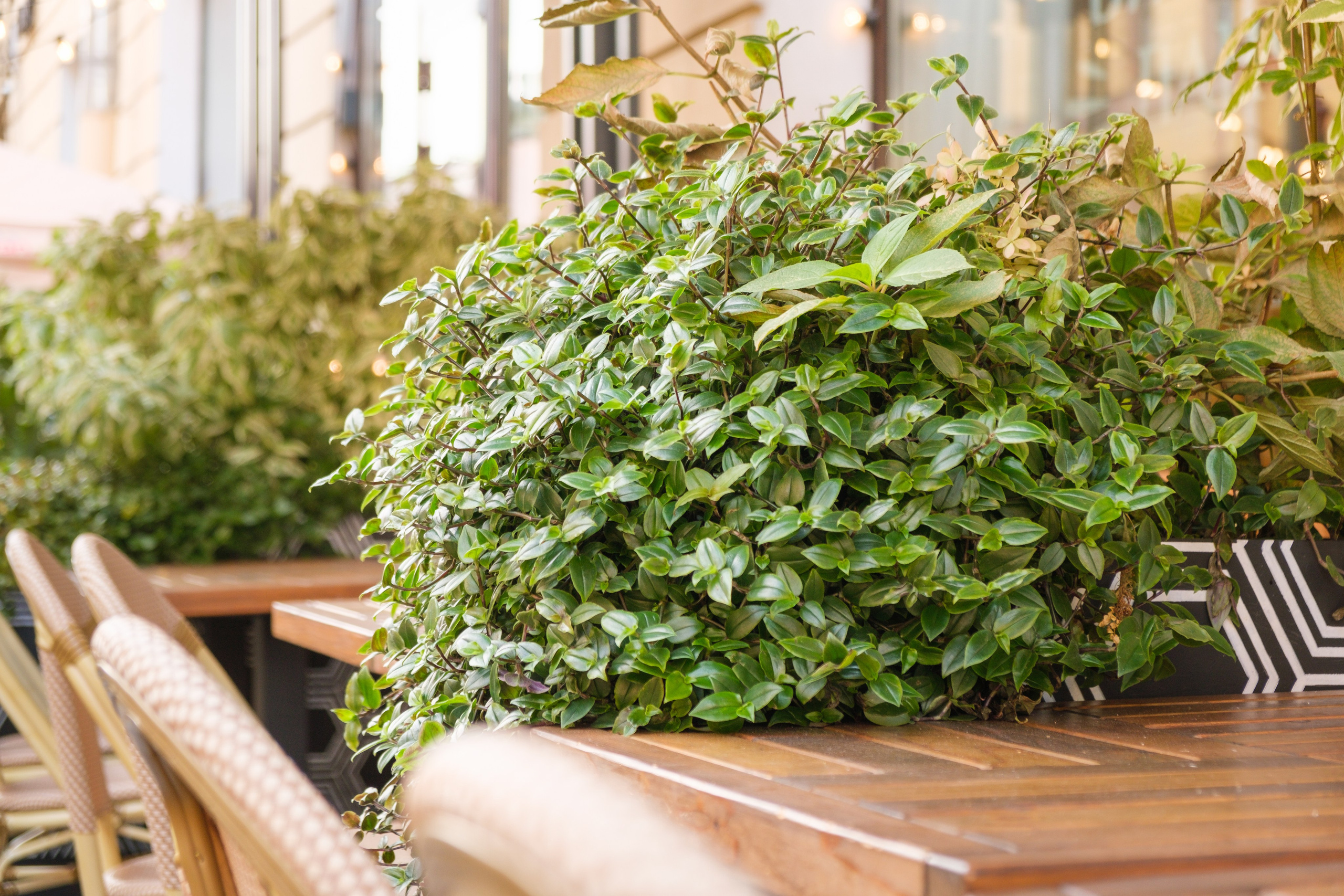 Озеленение