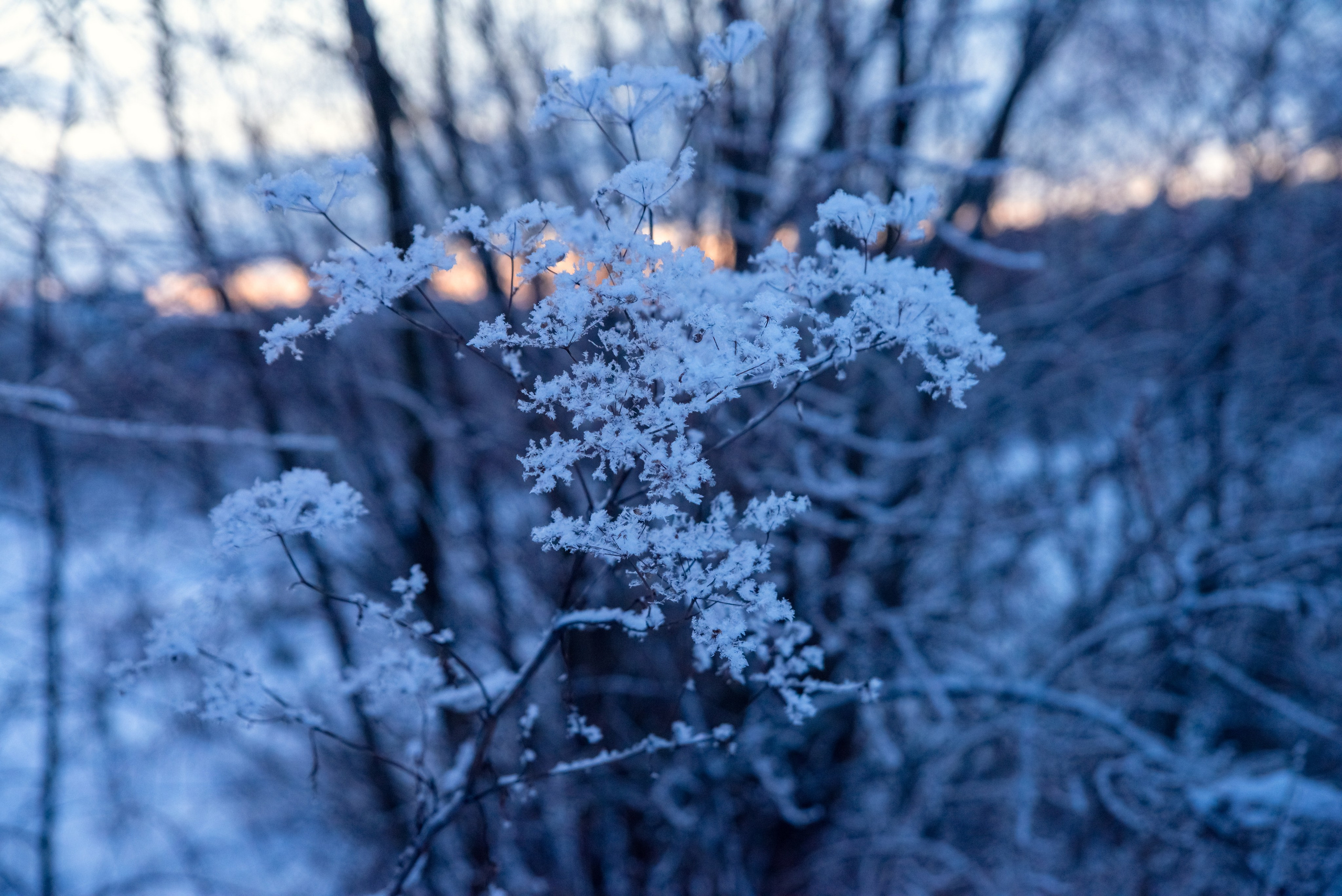 Зимушка зима. Фотограф Крещение Венчание Москва