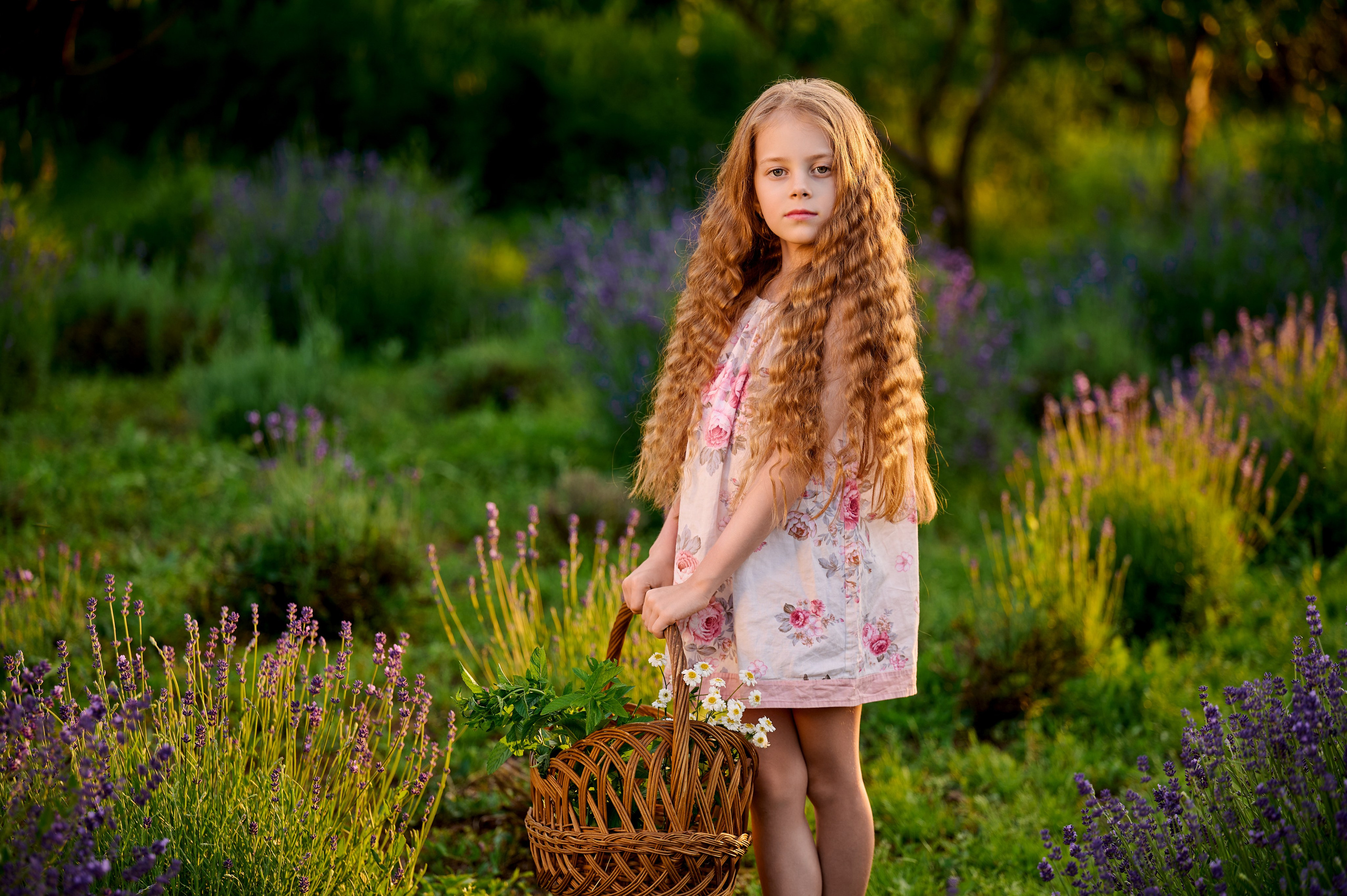 Лаванда на закате. Свадебный, семейный фотограф в Краснодаре