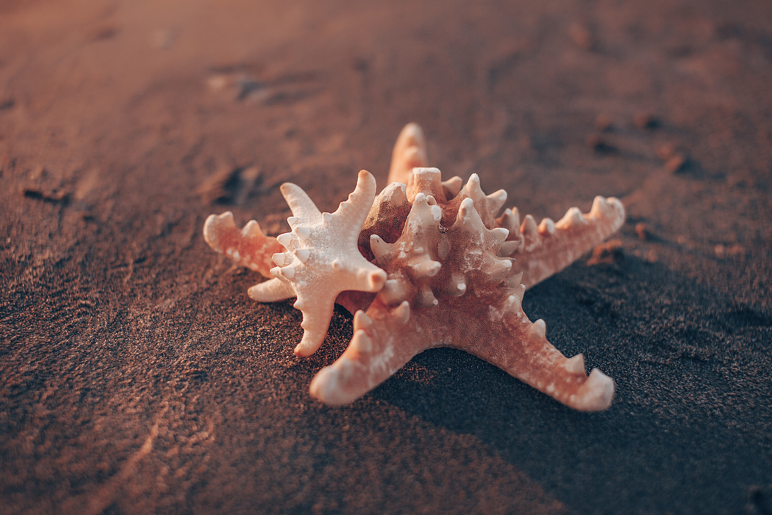 «Рождественский парк» Жасмин -ЭМИЛИ. Свадебный и семейный фотограф/видеограф в Краснодаре Наталья Осинская