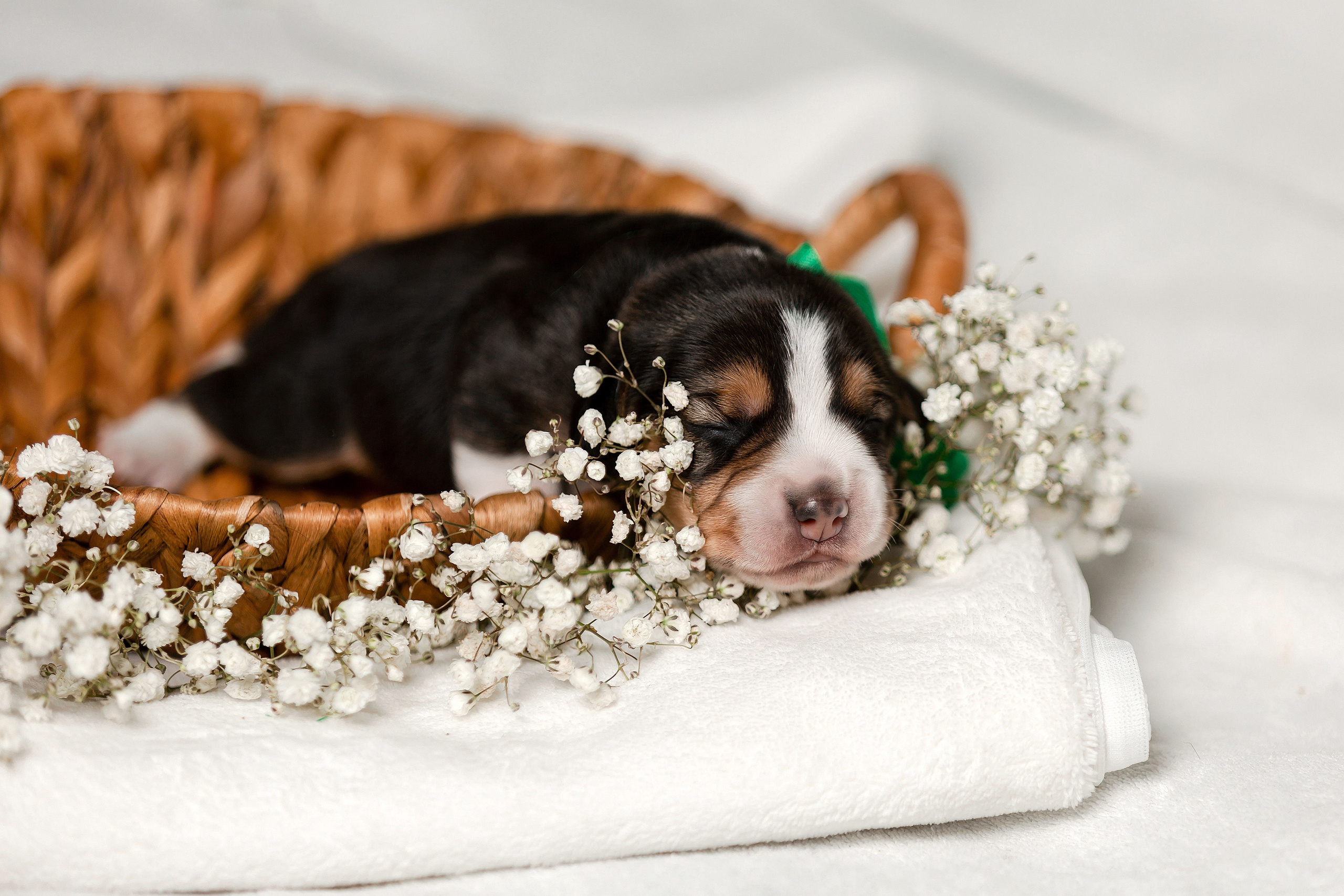 Фотосъёмка щенков. Фотограф-анималист в Краснодаре Маша Мельникова