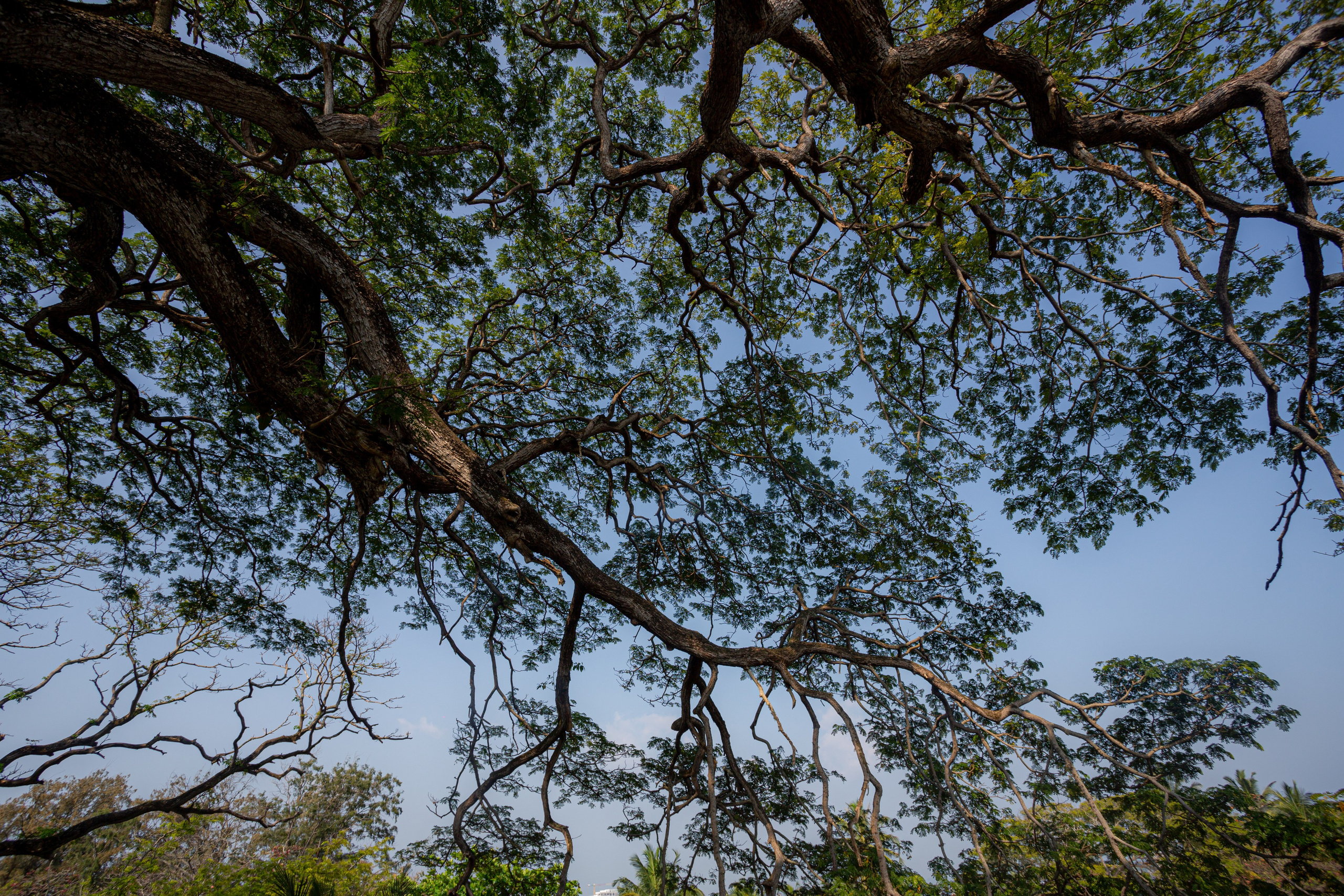 Galle. Фотограф Сонкина Татьяна