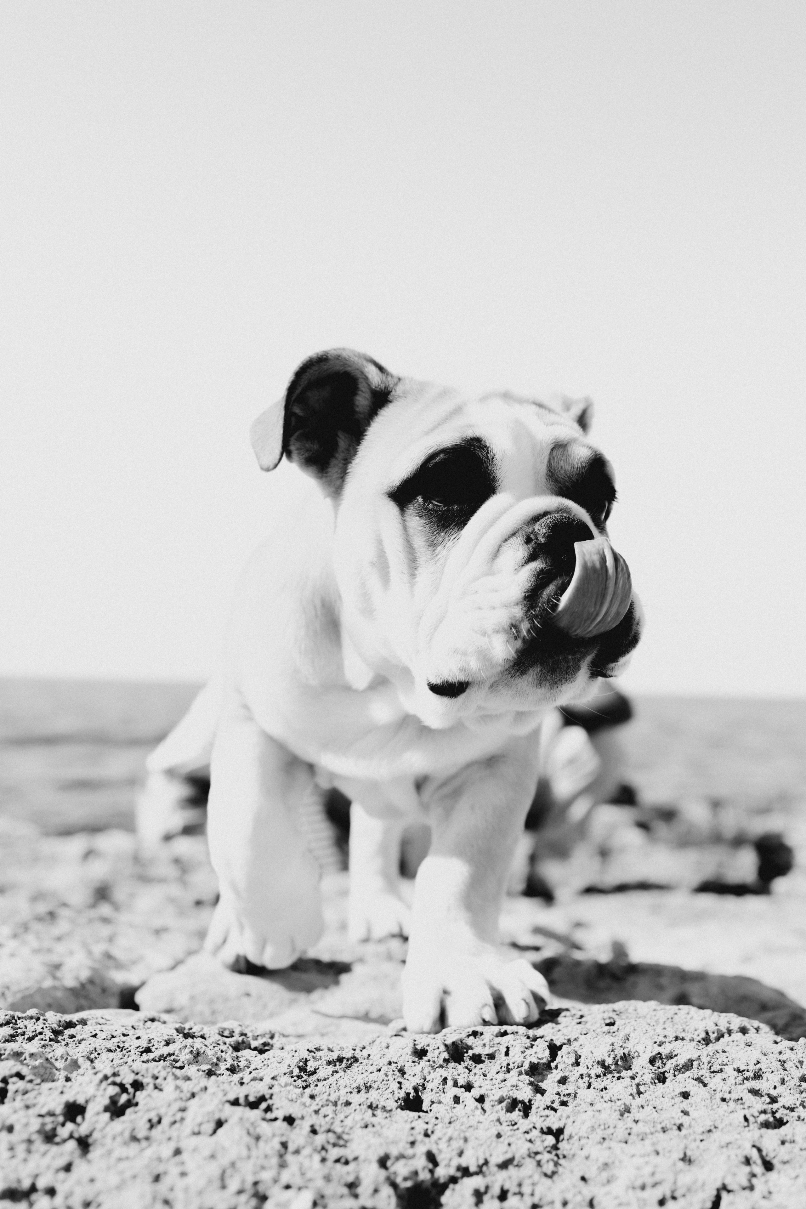 Новый член семьи. Withlovent | Фотограф в Севастополе