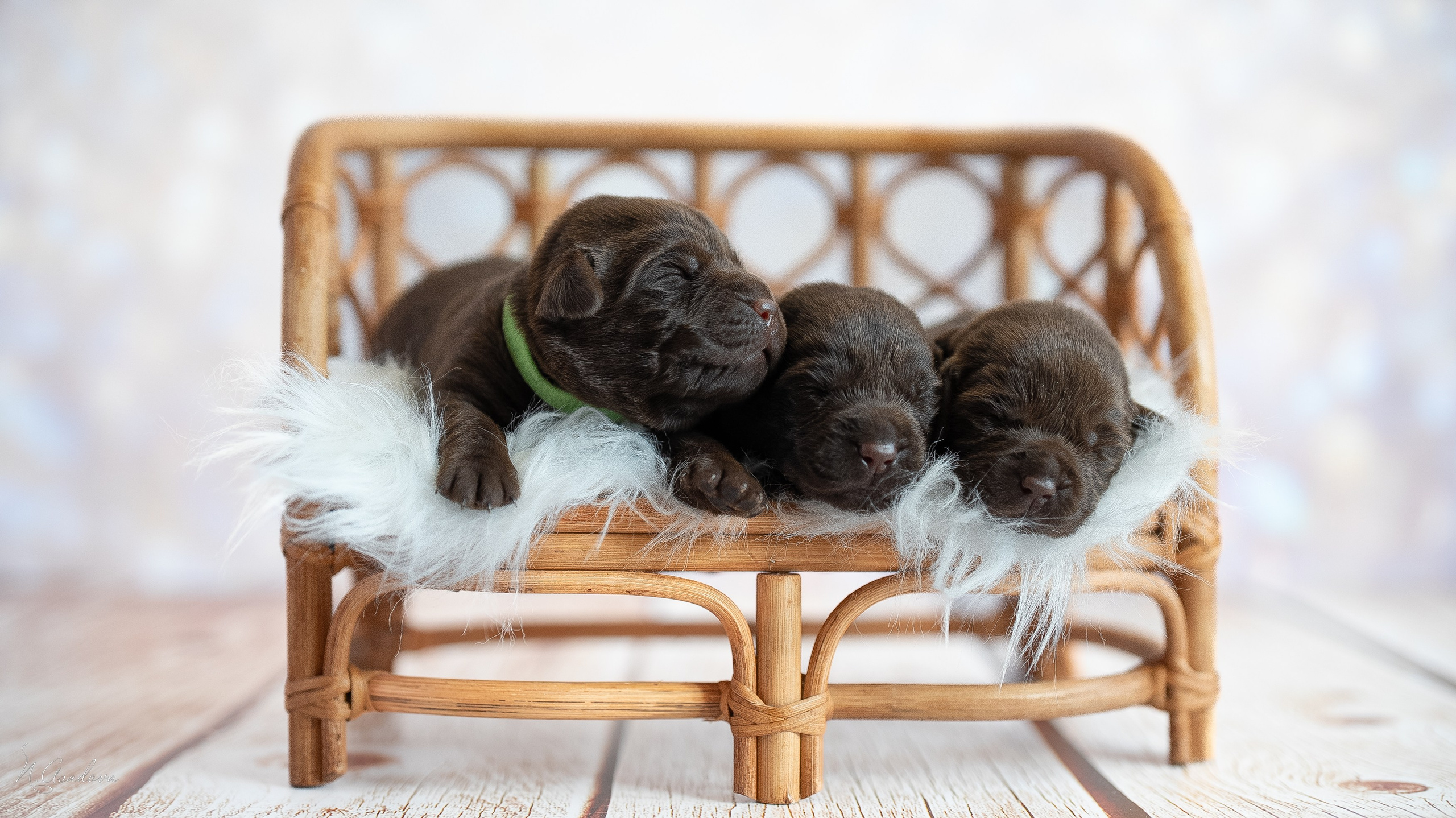 фотосессия собак