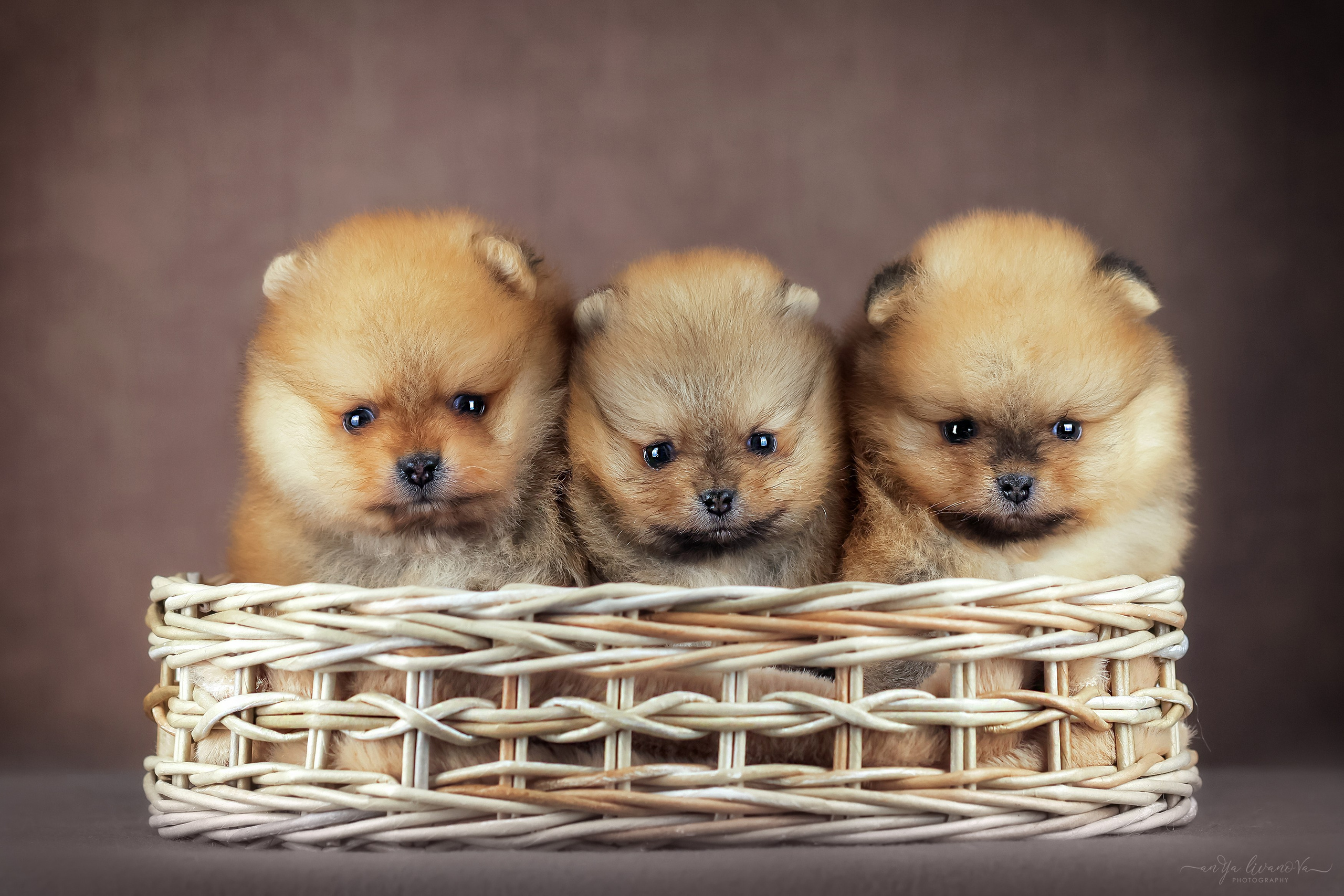 Шпицули. Фотограф анималист Аня Ливанова | Рыбинск