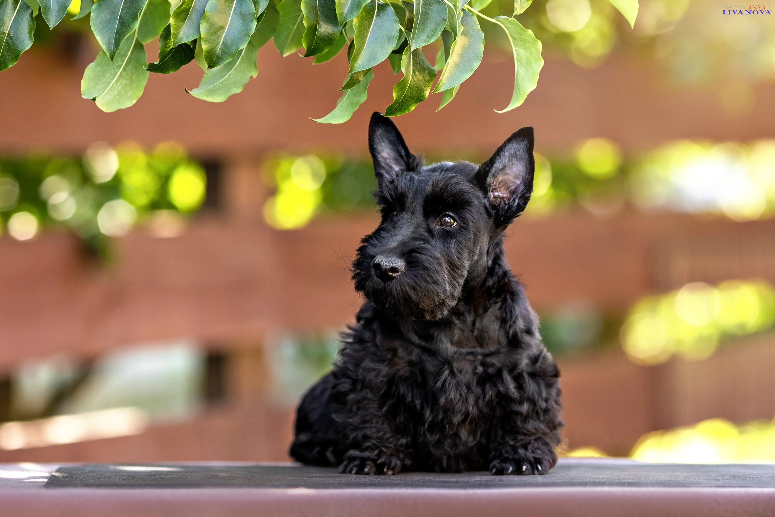 Скотчики. Фотограф анималист Аня Ливанова | Рыбинск