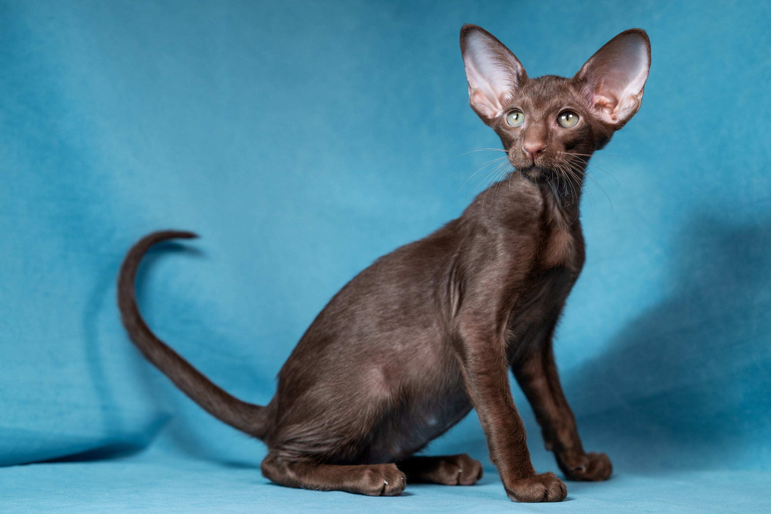 Заводчик Юлия Панова. Творческий фотограф Вологда