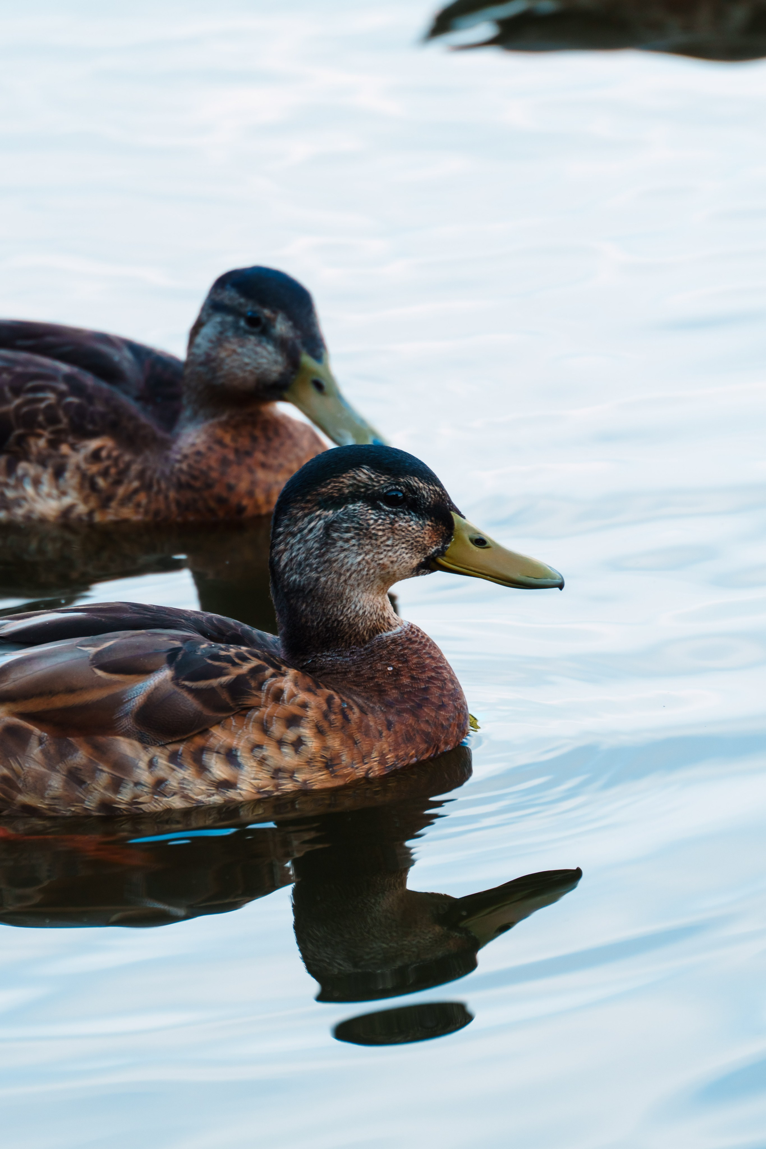 Животные. Фотограф в Санкт-Петербурге Ибрагимова Алина