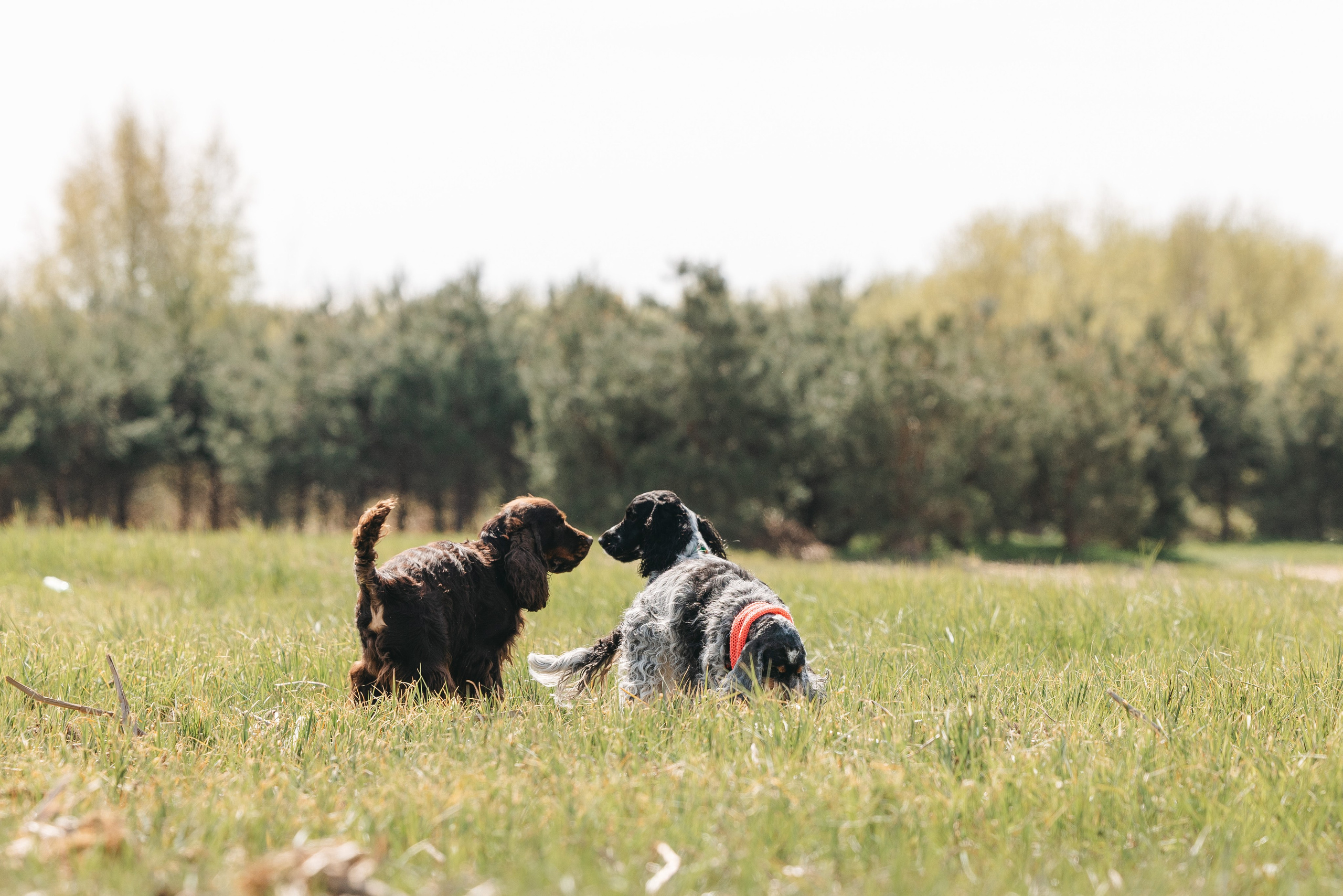 Спанимания. Фотограф анималист Осипчикова Мария