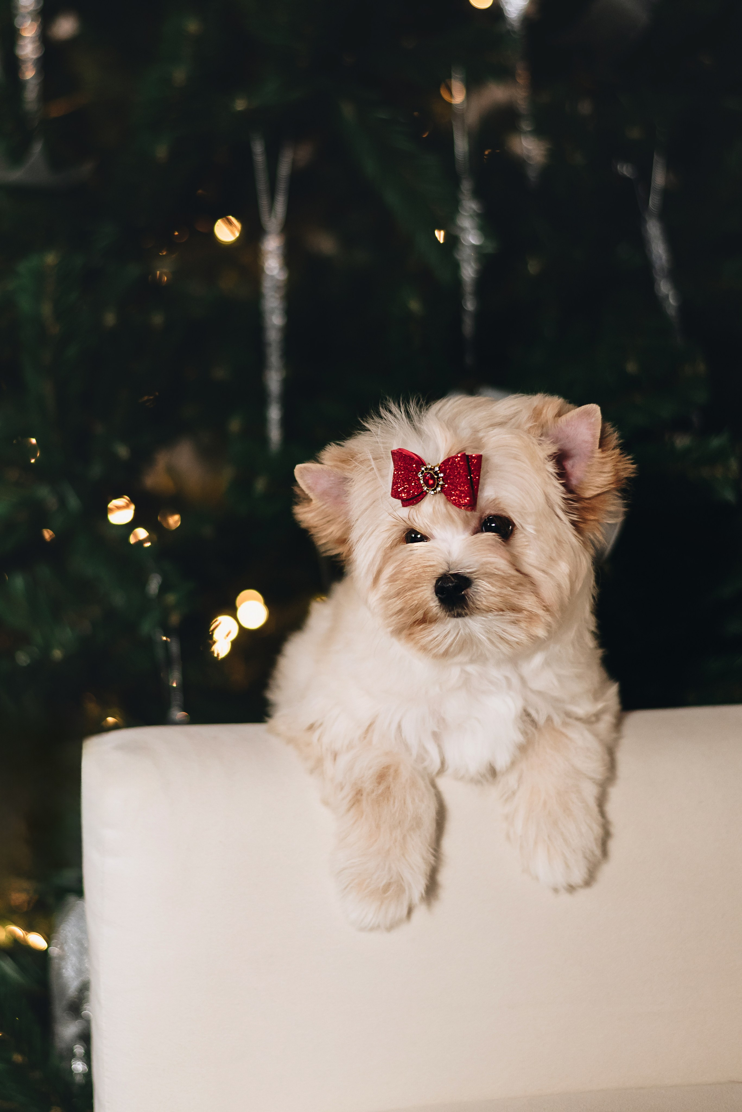 Russian Salon Dog. Natalia Finch Photography — Family, Kids & Pet Photographer in Chicago, IL
