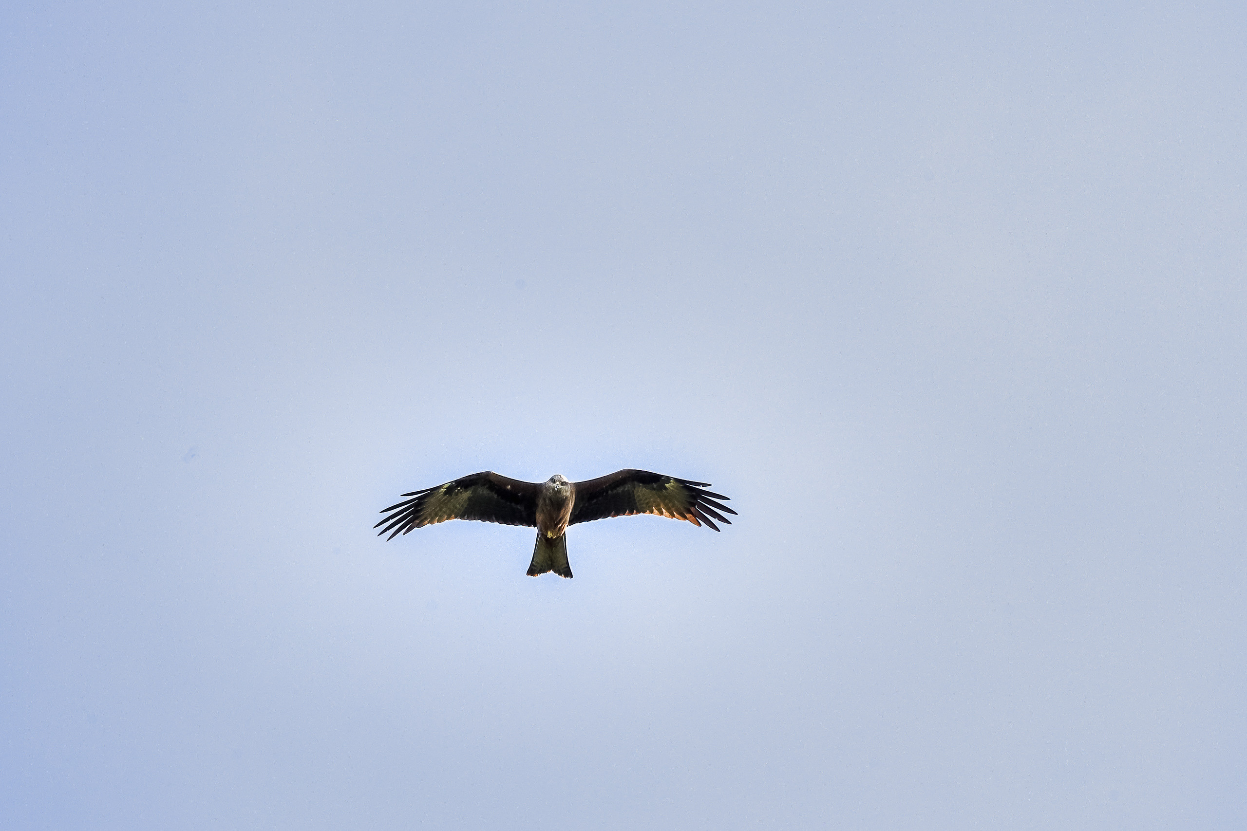 Коршун выслеживает добычу