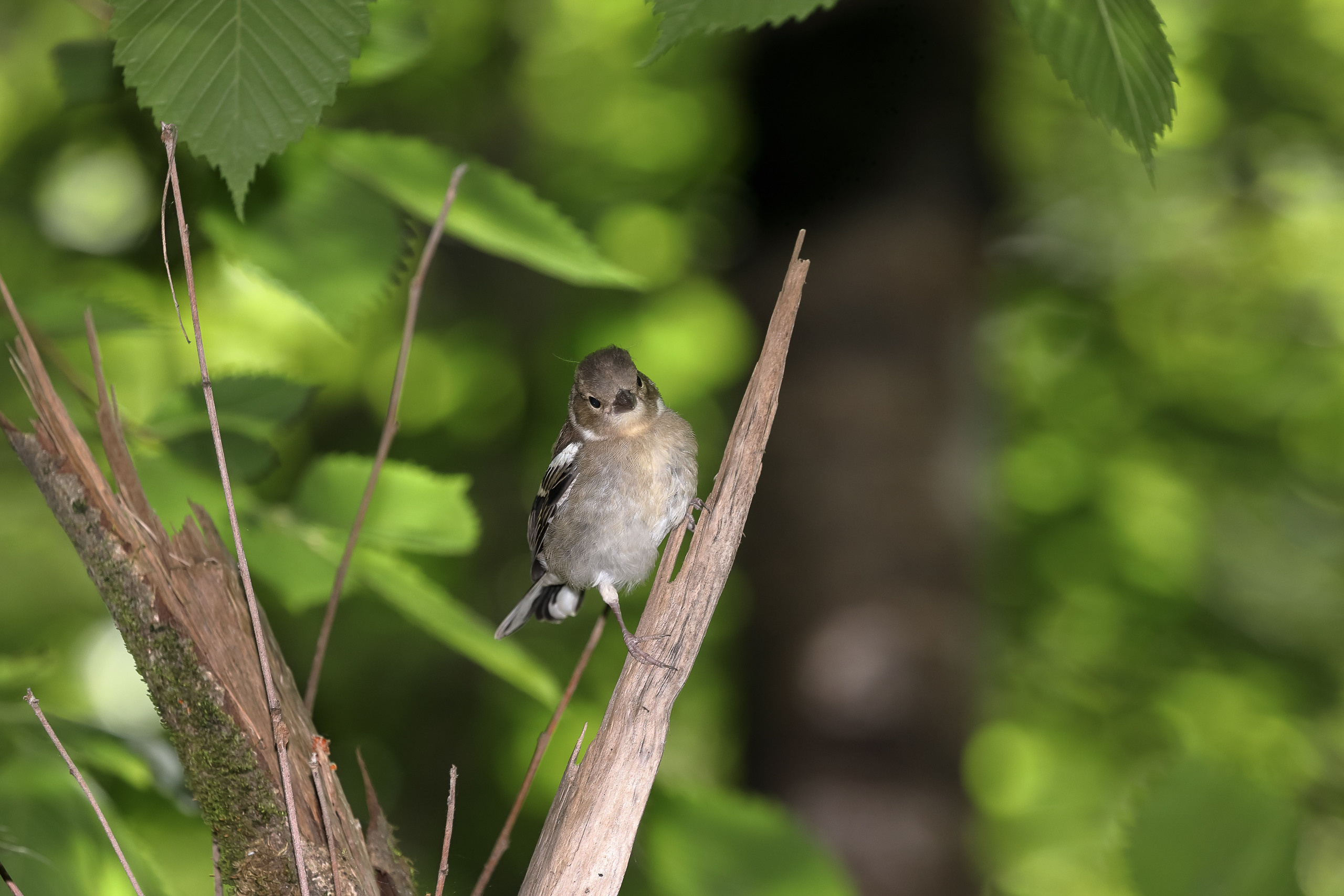 Вьюрок на расщепленном сломанном дереве