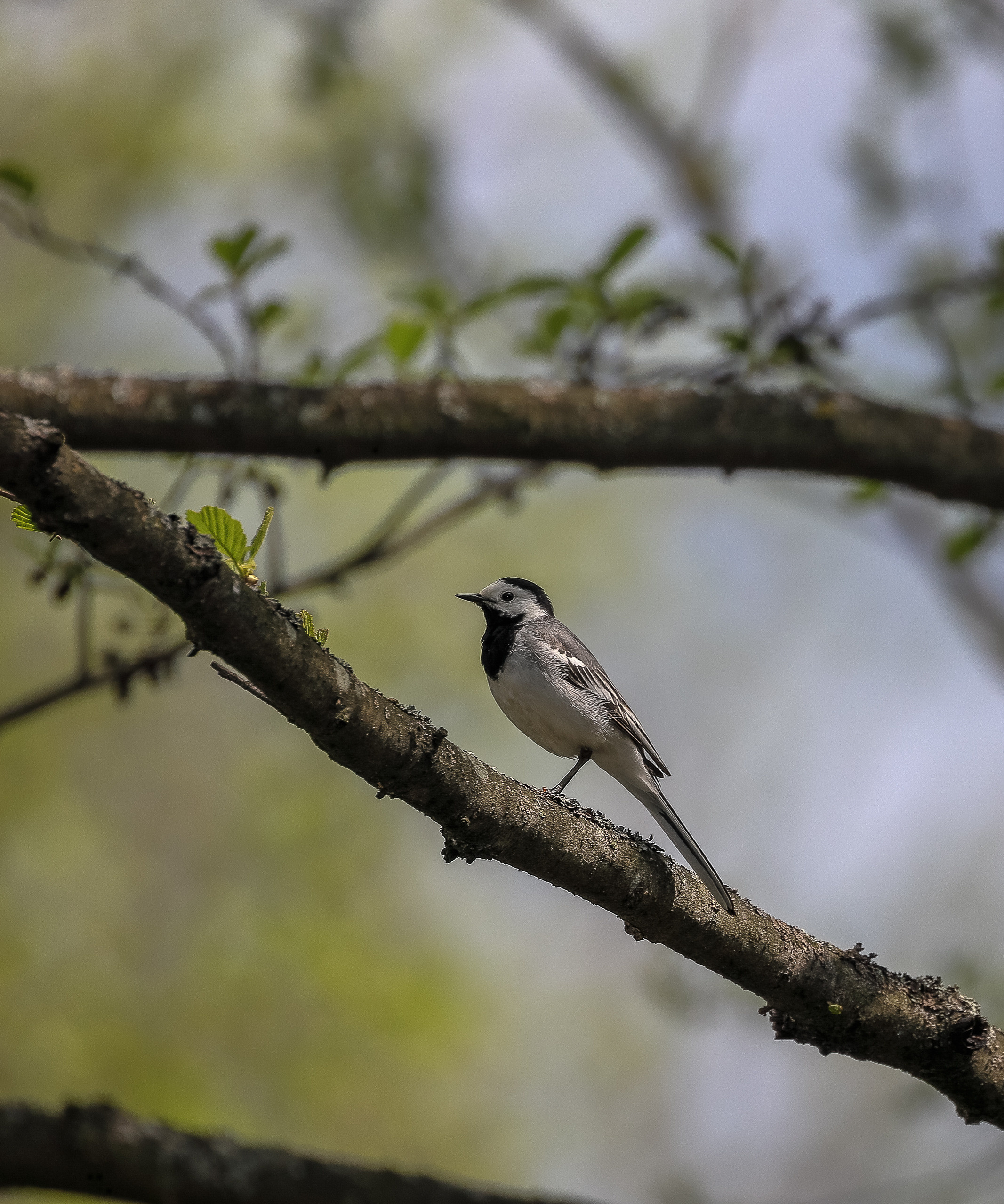 Белая трясогузка весной на ветке